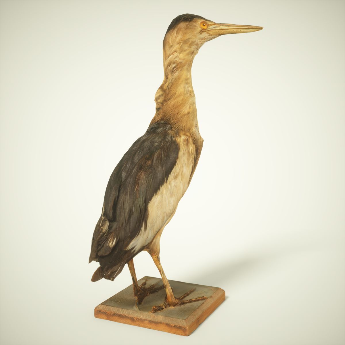 9 Birds Collection V3 Low-poly 3D model_23