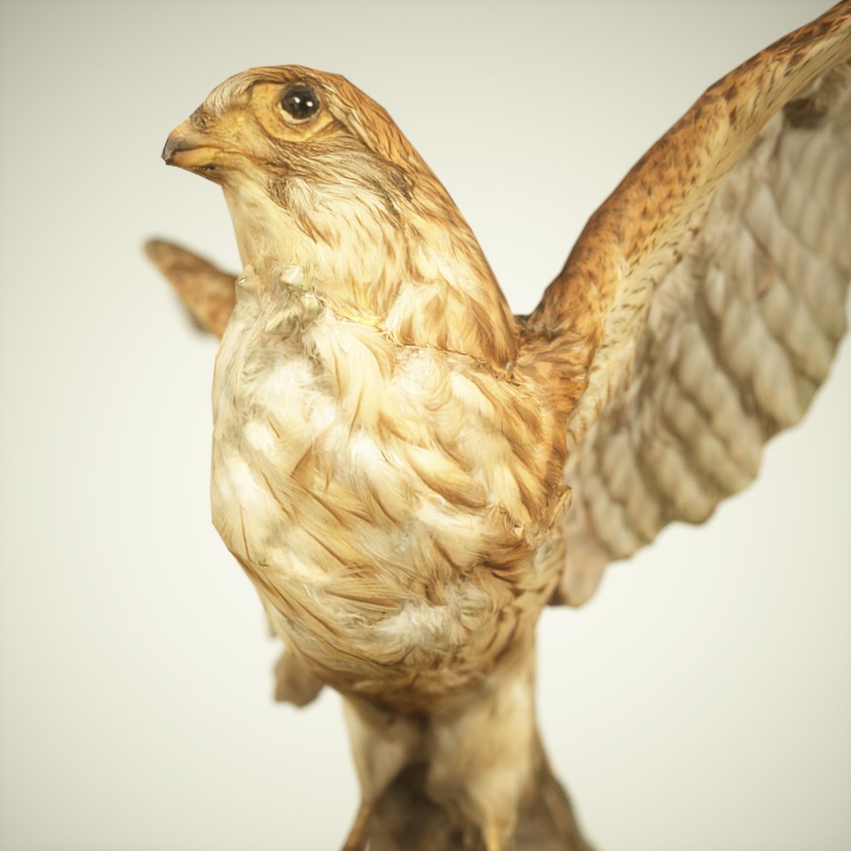 9 Birds Collection V3 Low-poly 3D model_30