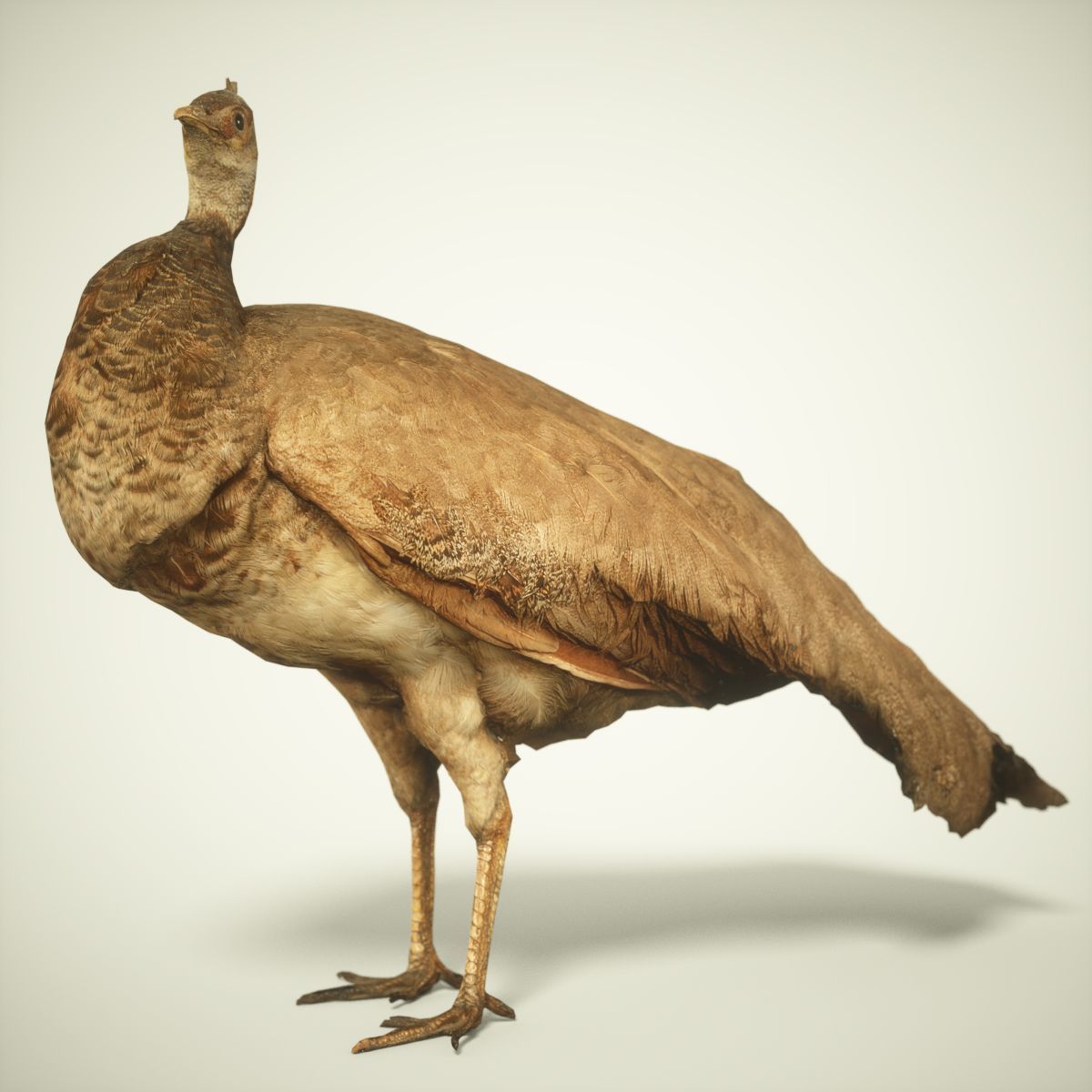 9 Birds Collection V3 Low-poly 3D model_13