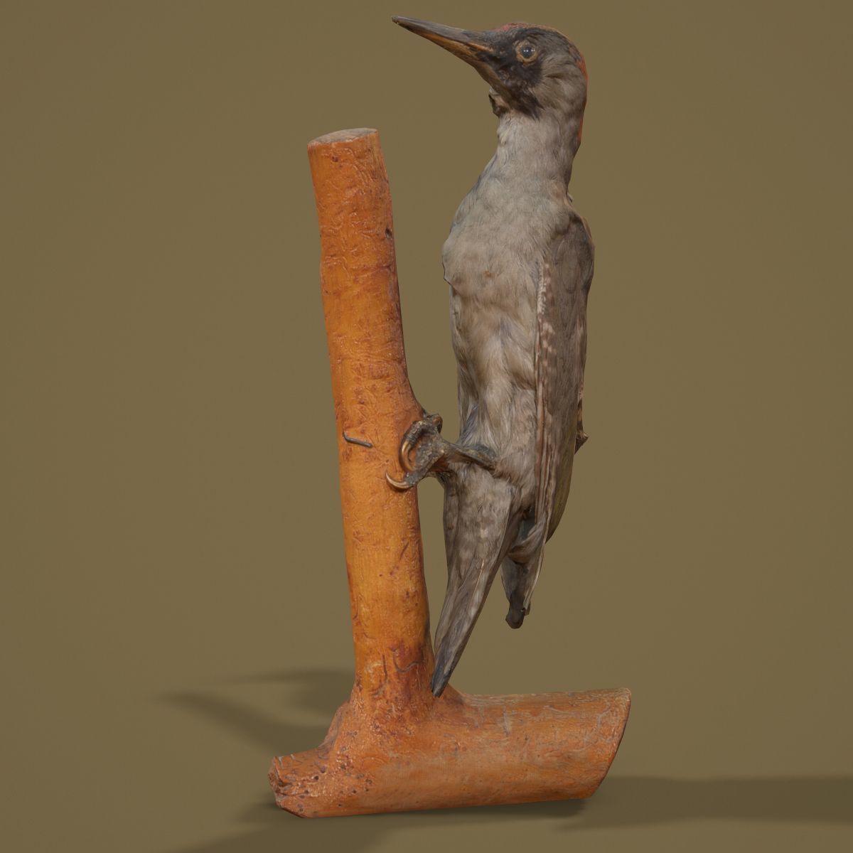 9 Birds Collection V3 Low-poly 3D model_48