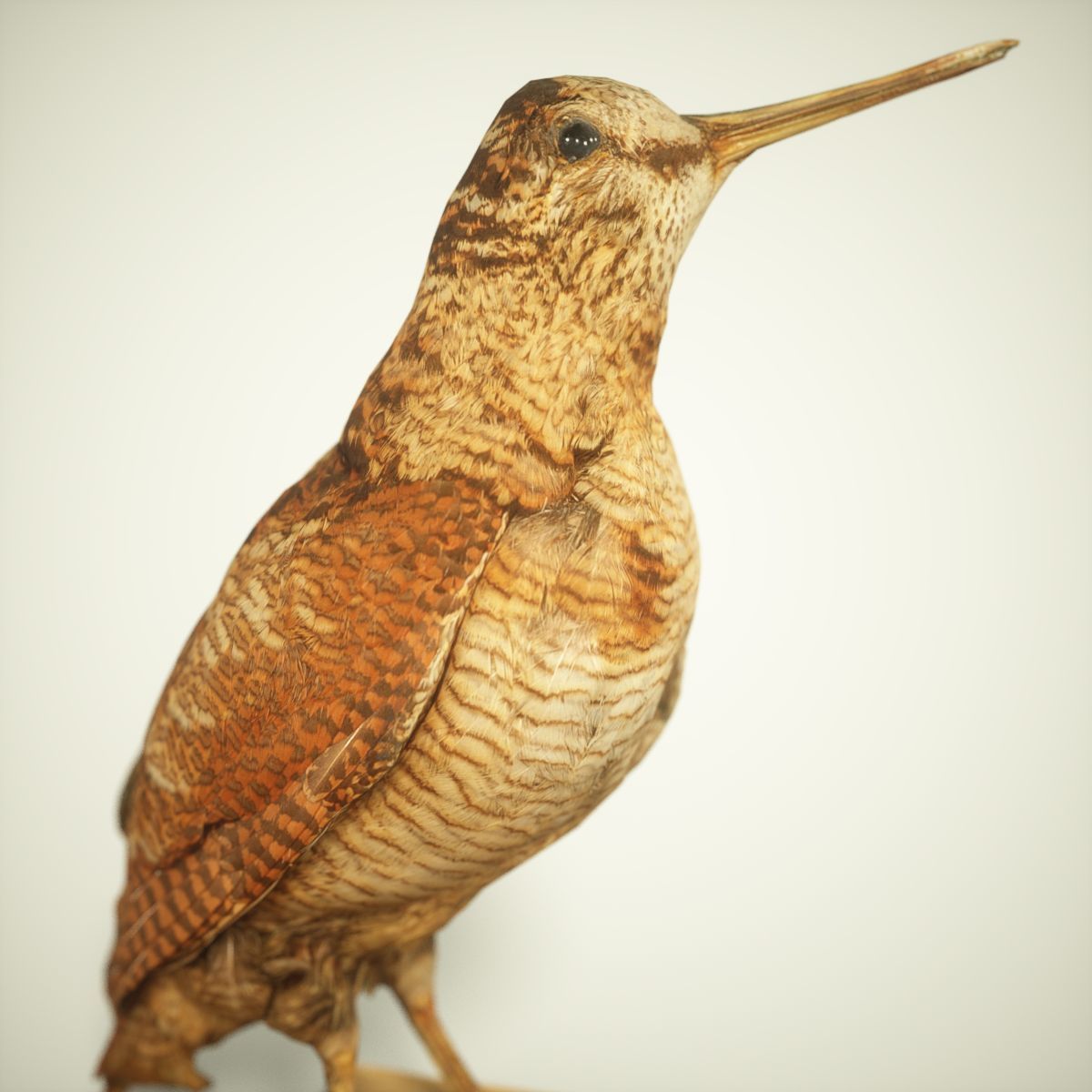 9 Birds Collection V3 Low-poly 3D model_33