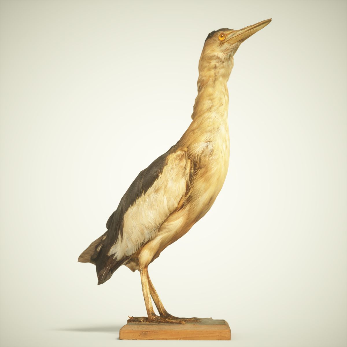 9 Birds Collection V3 Low-poly 3D model_17