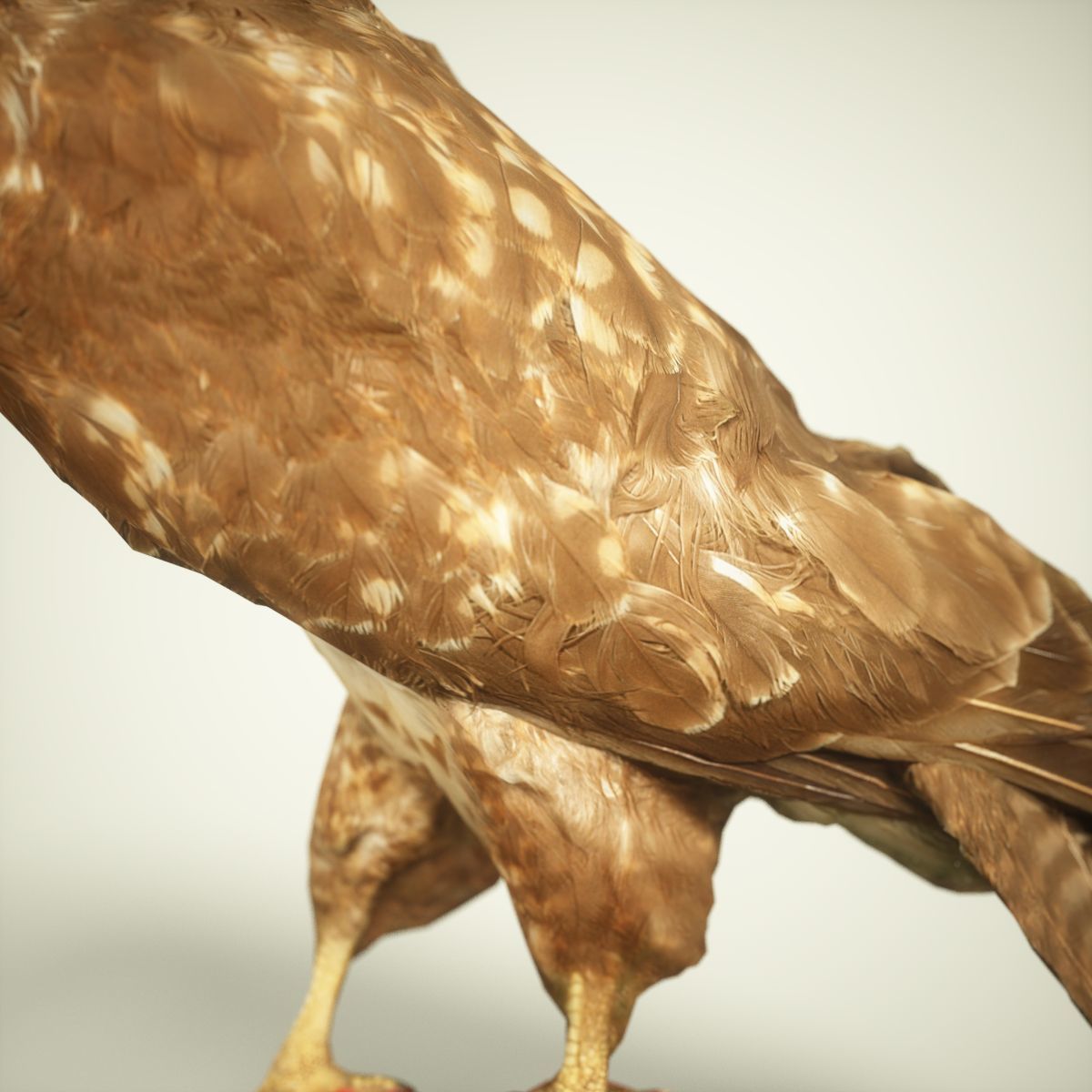 9 Birds Collection V3 Low-poly 3D model_42