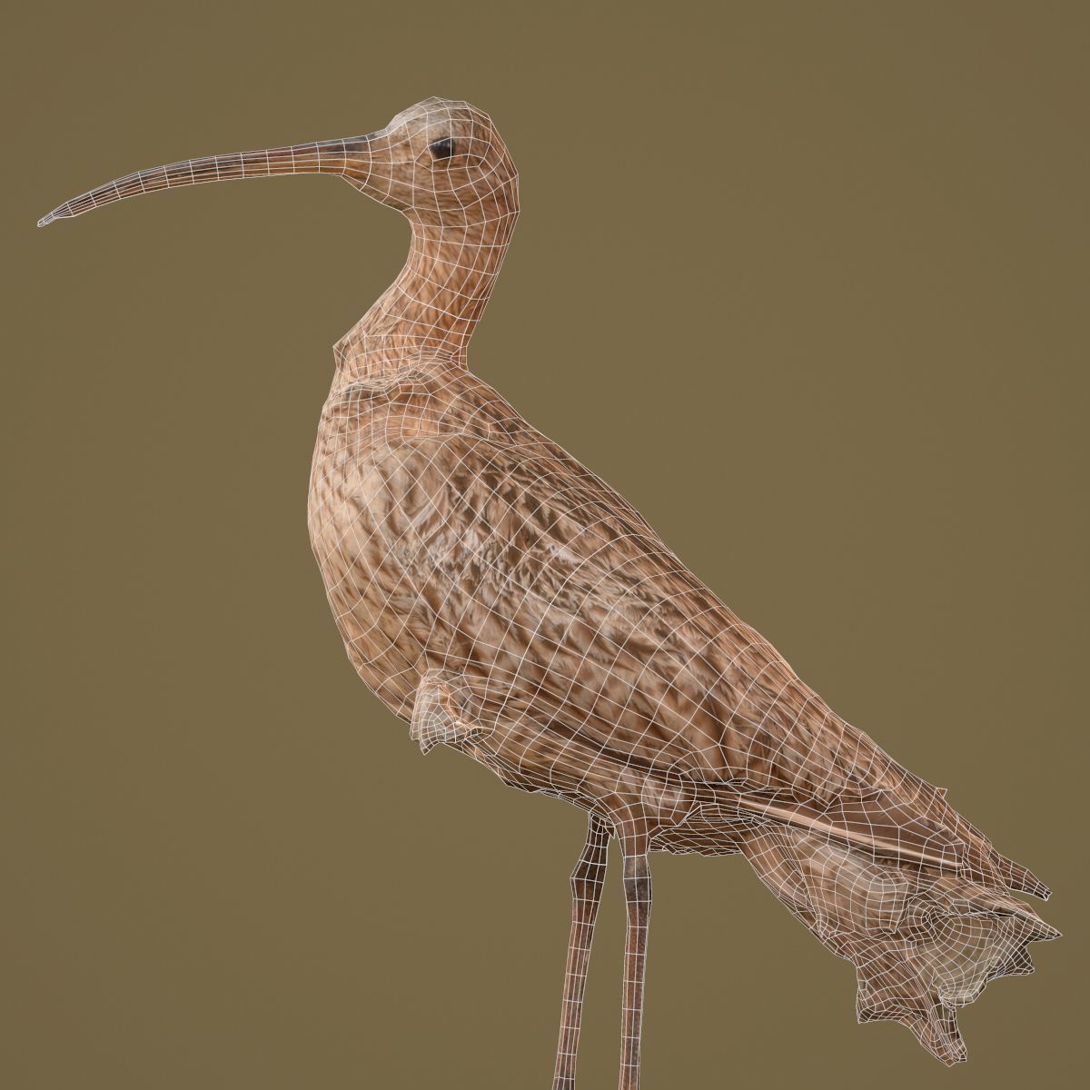 9 Birds Collection V3 Low-poly 3D model_59