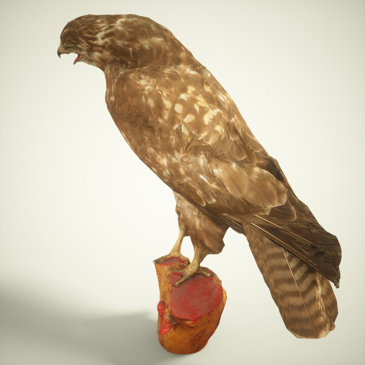 9 Birds Collection V3 Low-poly 3D model_24