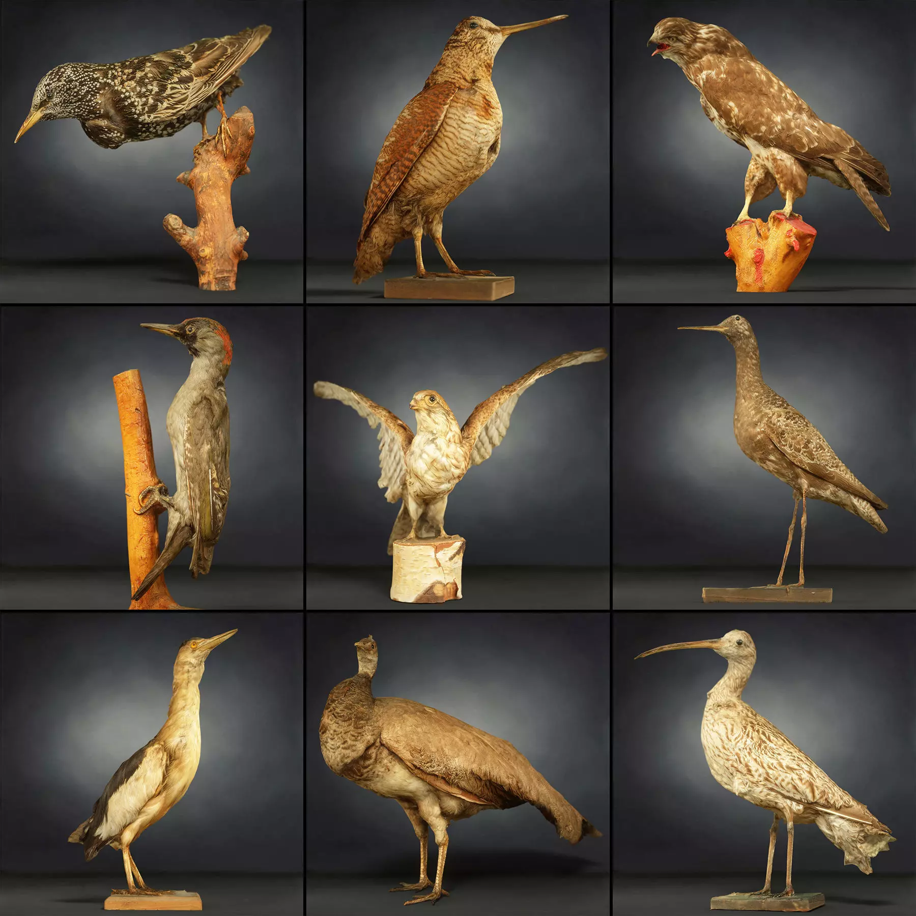 9 Birds Collection V3 Low-poly 3D model_0