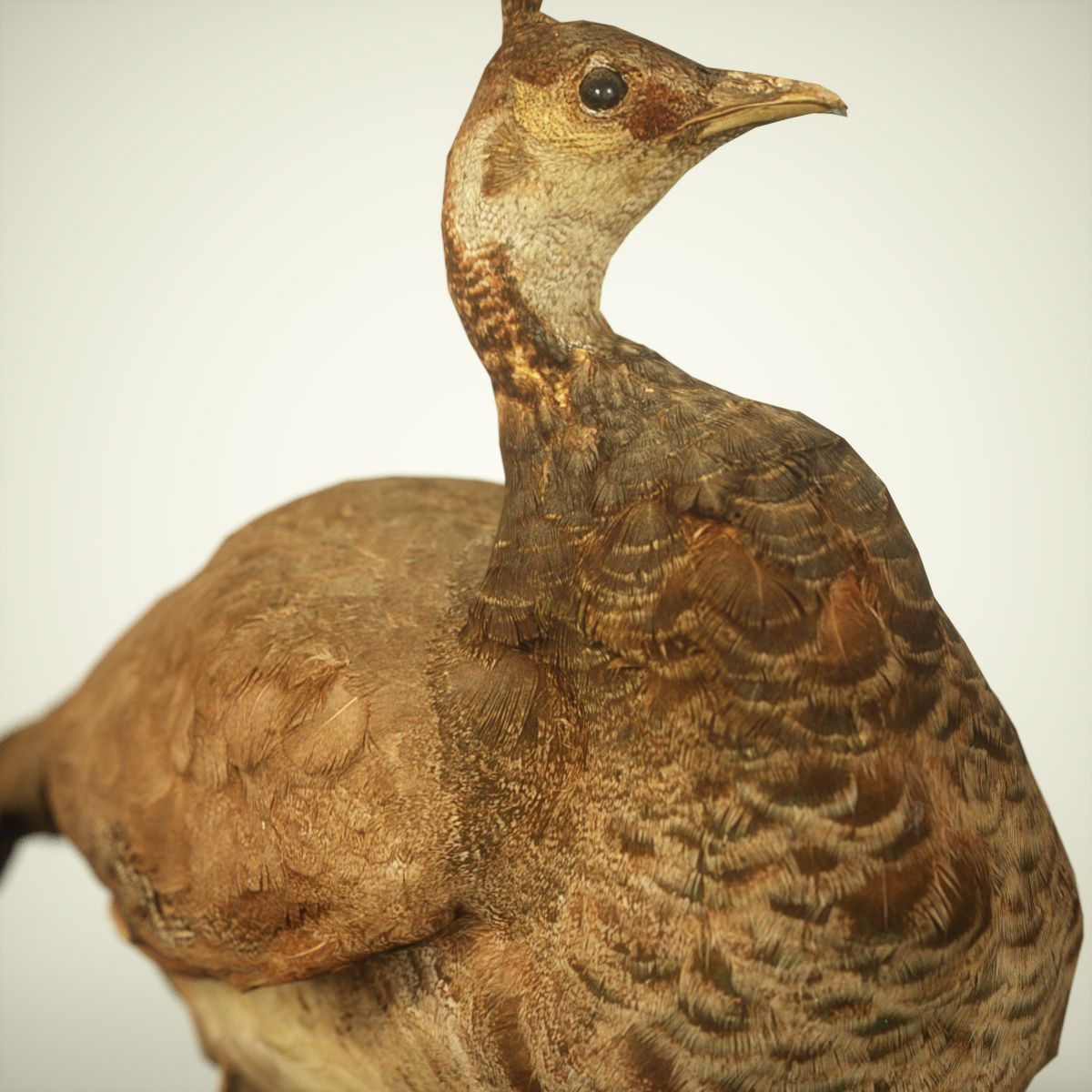 9 Birds Collection V3 Low-poly 3D model_27