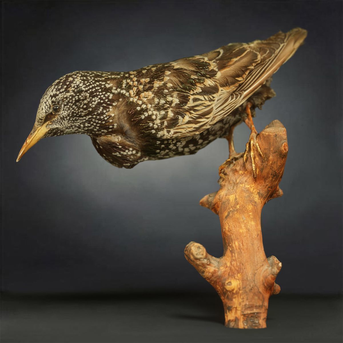 9 Birds Collection V3 Low-poly 3D model_5