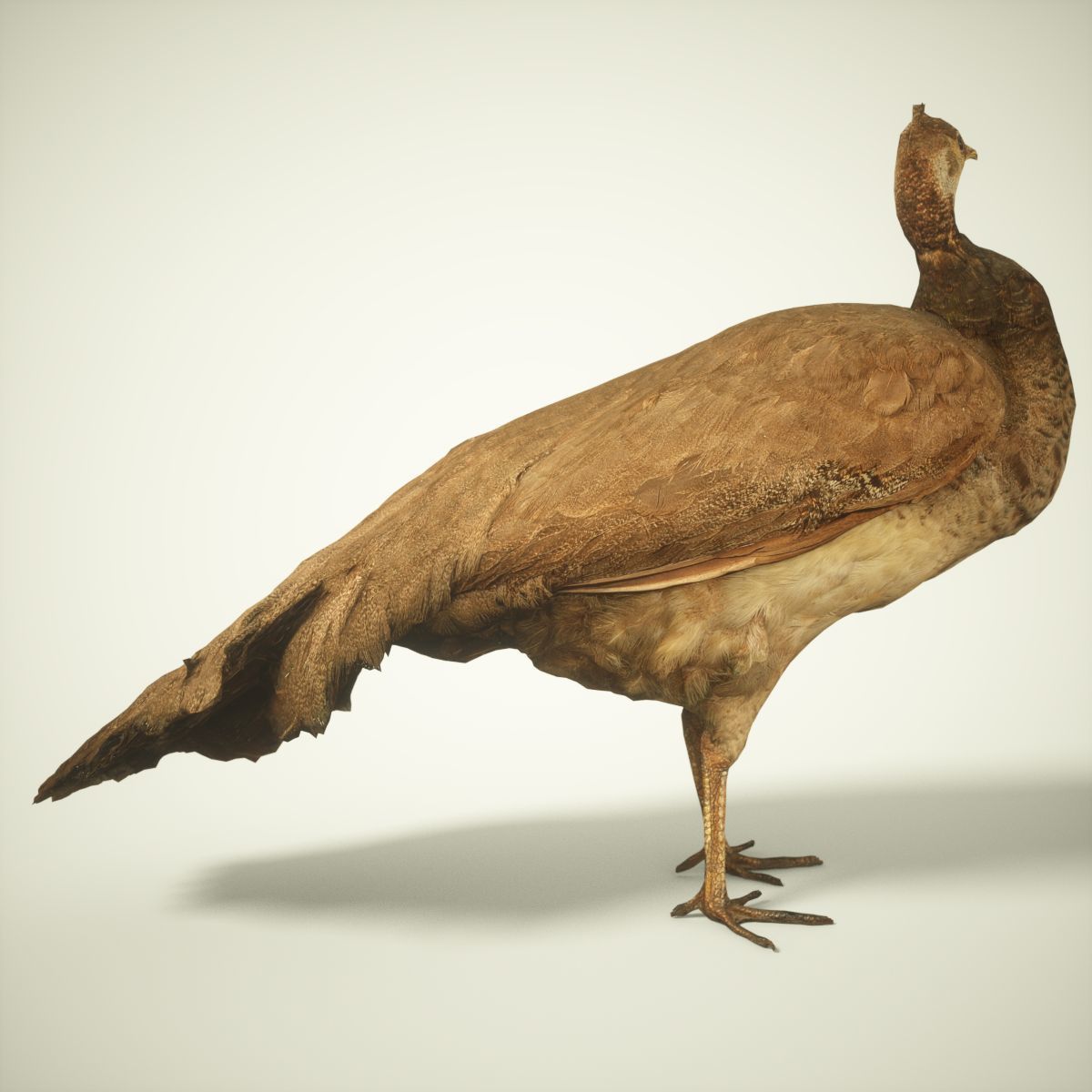 9 Birds Collection V3 Low-poly 3D model_19