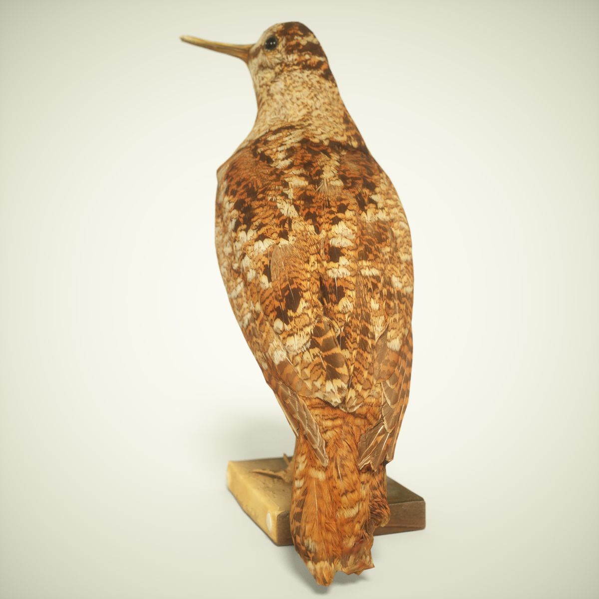 9 Birds Collection V3 Low-poly 3D model_22