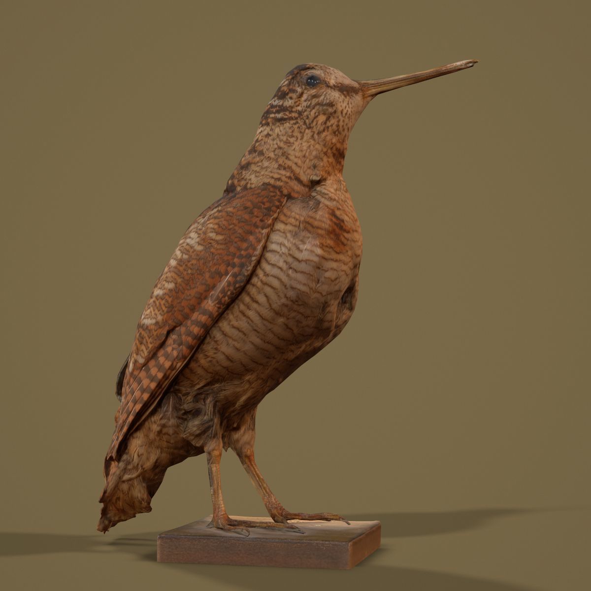 9 Birds Collection V3 Low-poly 3D model_51