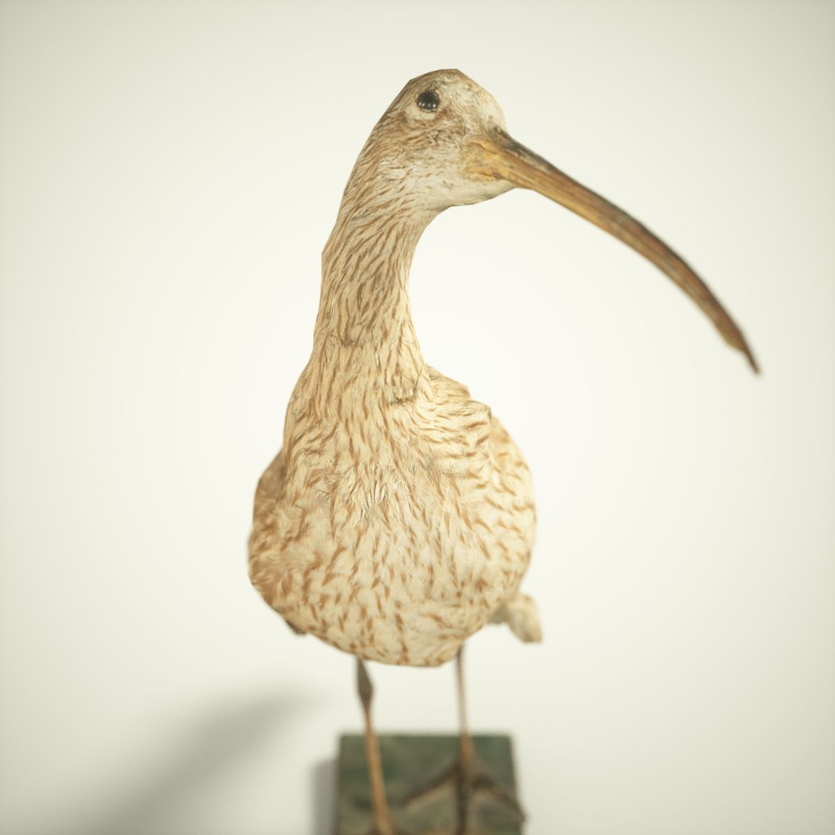 9 Birds Collection V3 Low-poly 3D model_35