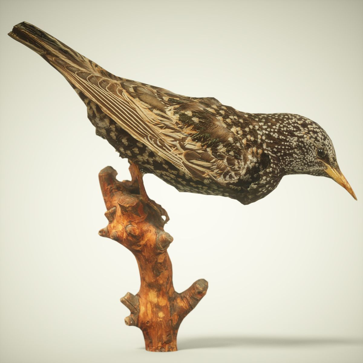 9 Birds Collection V3 Low-poly 3D model_20