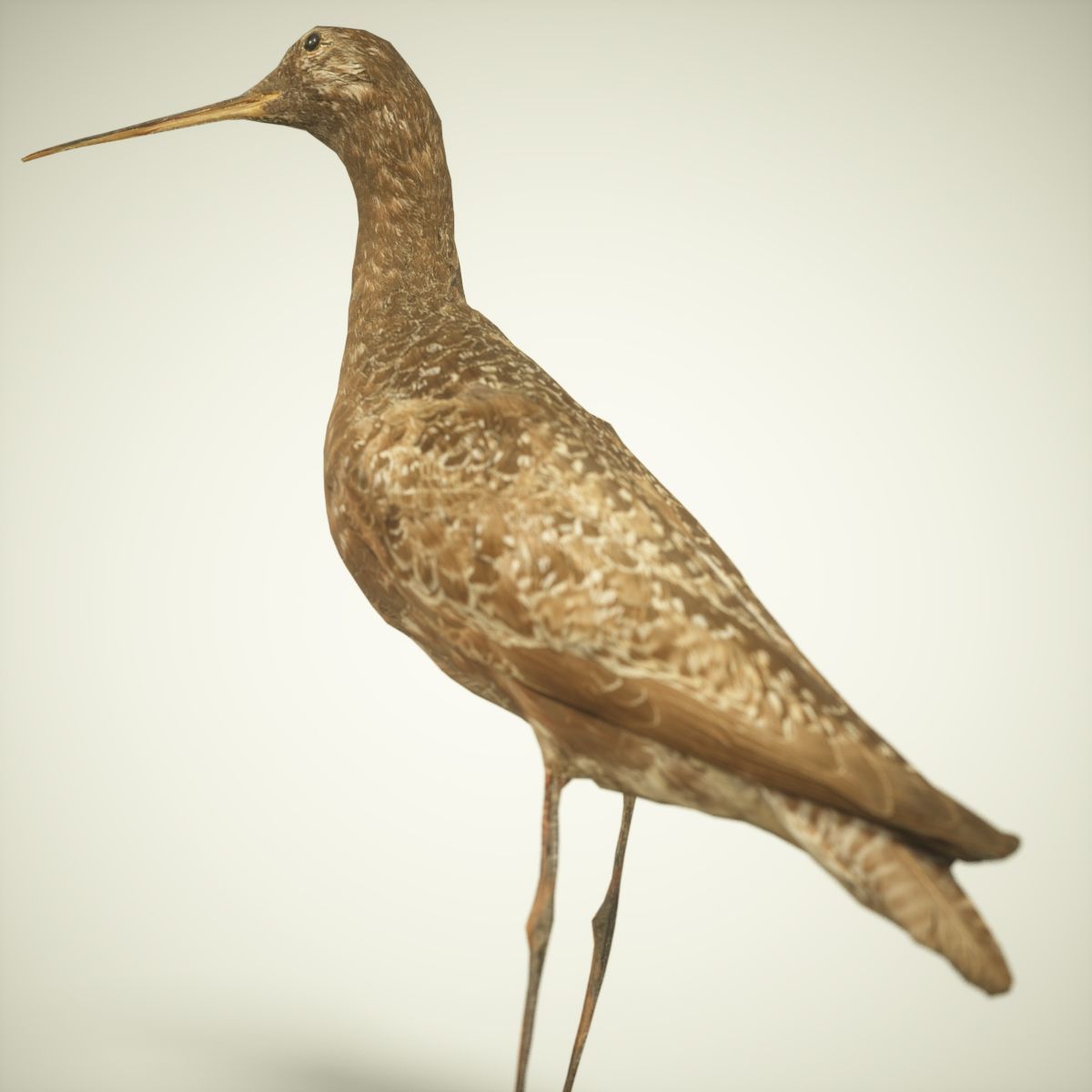 9 Birds Collection V3 Low-poly 3D model_45