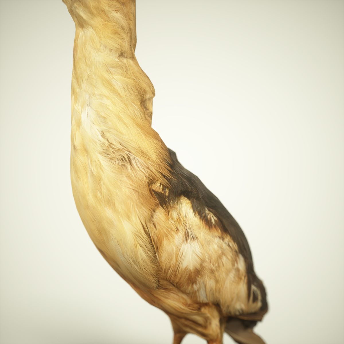 9 Birds Collection V3 Low-poly 3D model_47