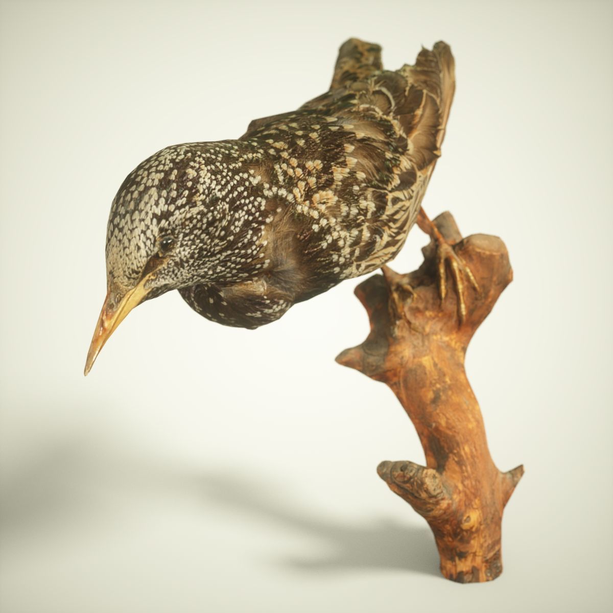 9 Birds Collection V3 Low-poly 3D model_29