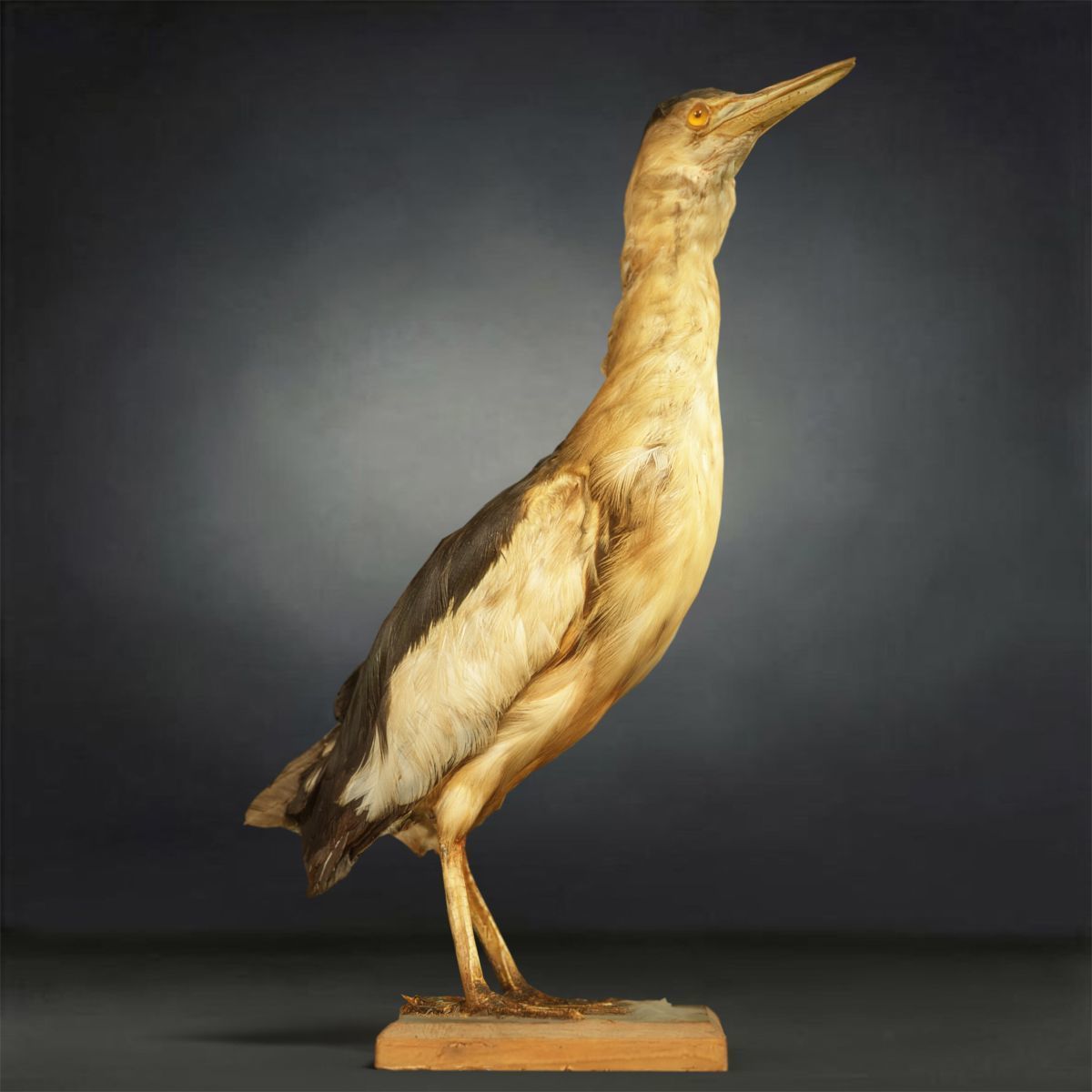 9 Birds Collection V3 Low-poly 3D model_7