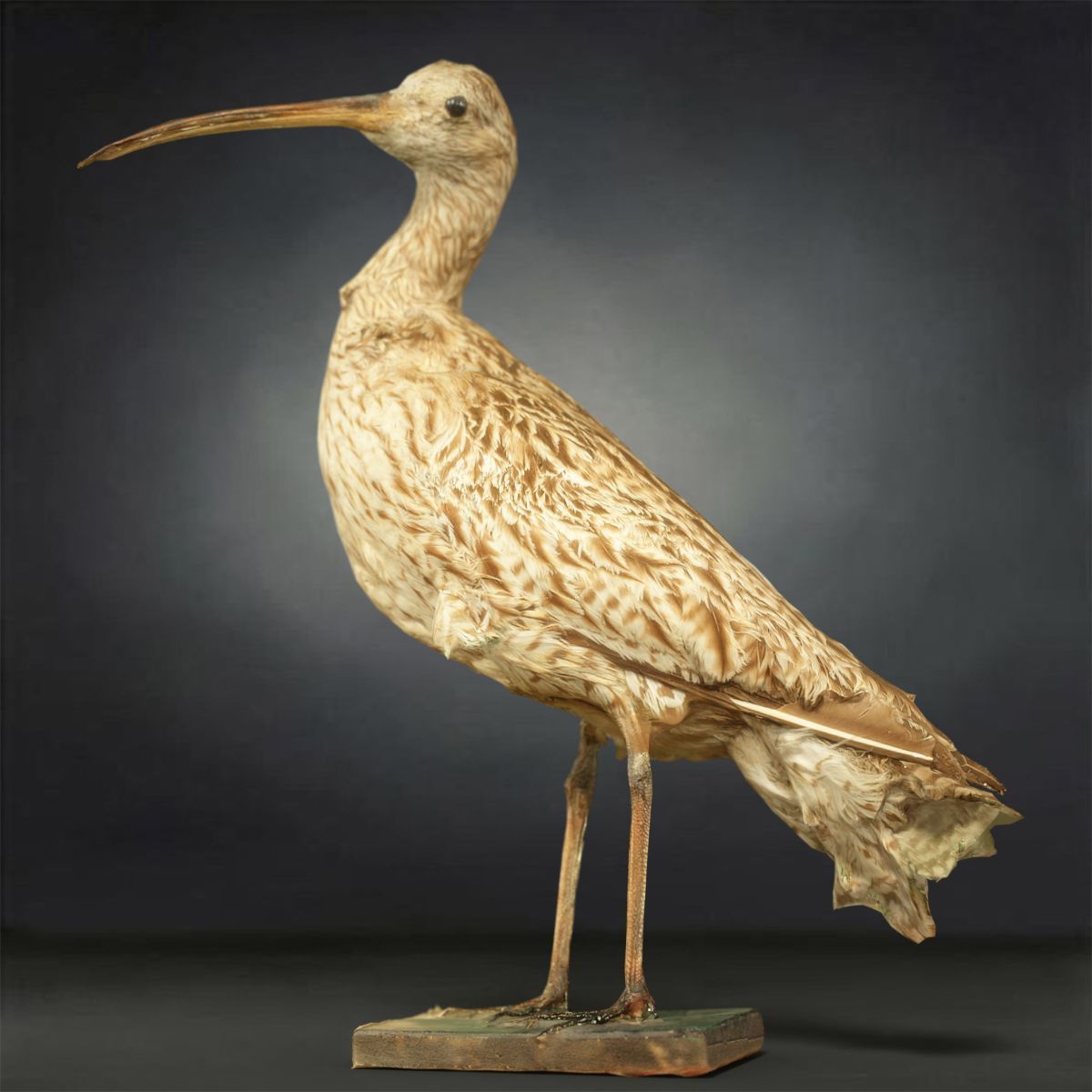 9 Birds Collection V3 Low-poly 3D model_9