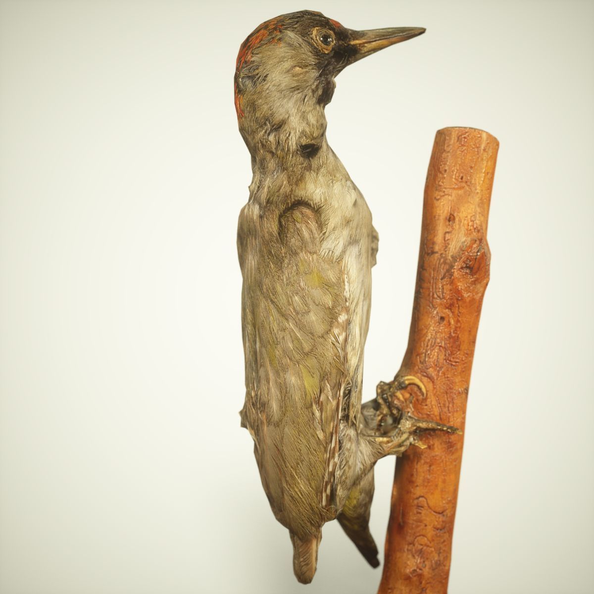 9 Birds Collection V3 Low-poly 3D model_21