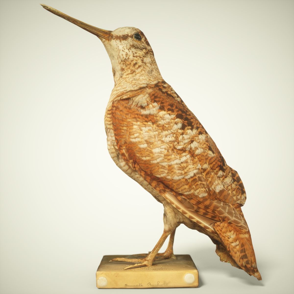 9 Birds Collection V3 Low-poly 3D model_41