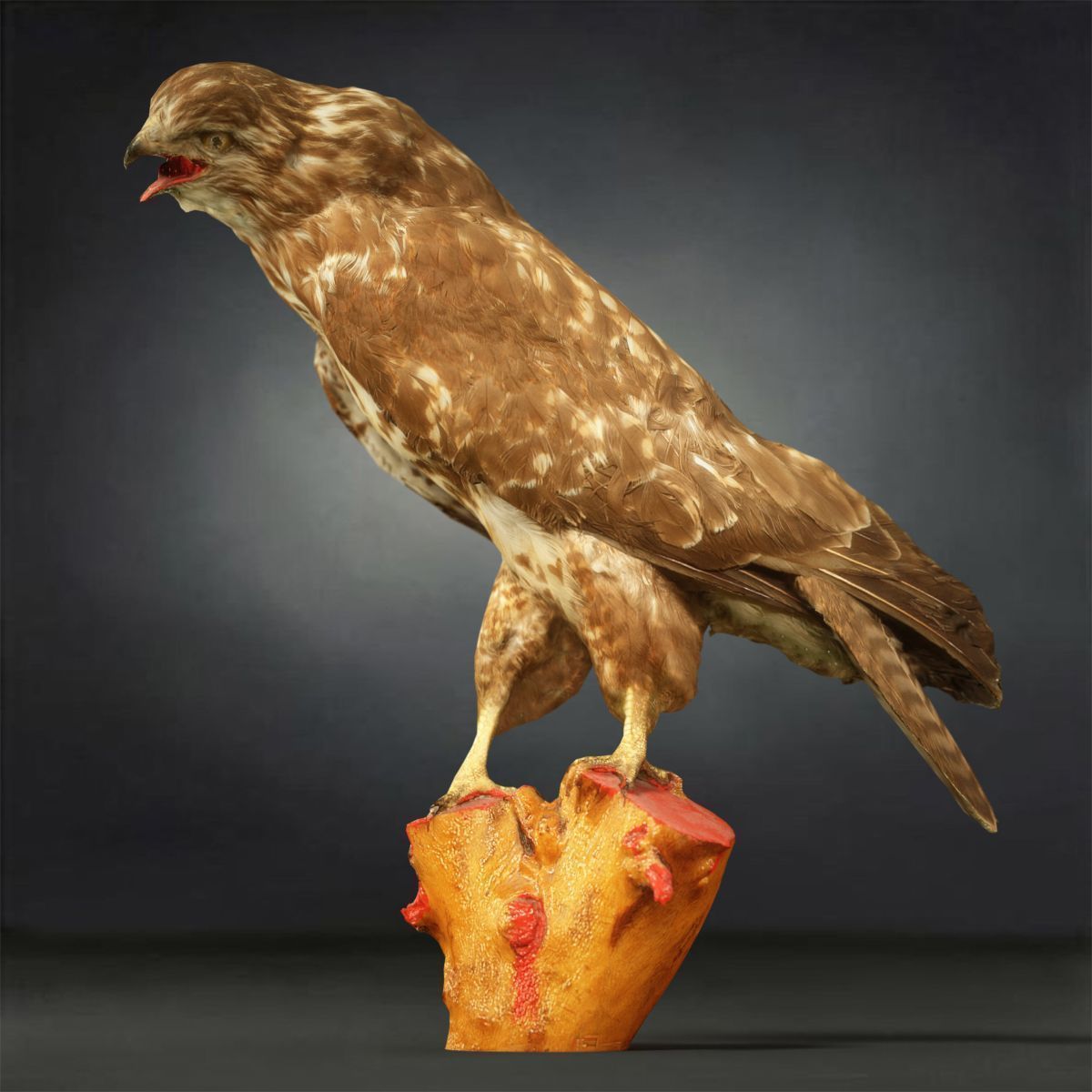 9 Birds Collection V3 Low-poly 3D model_3