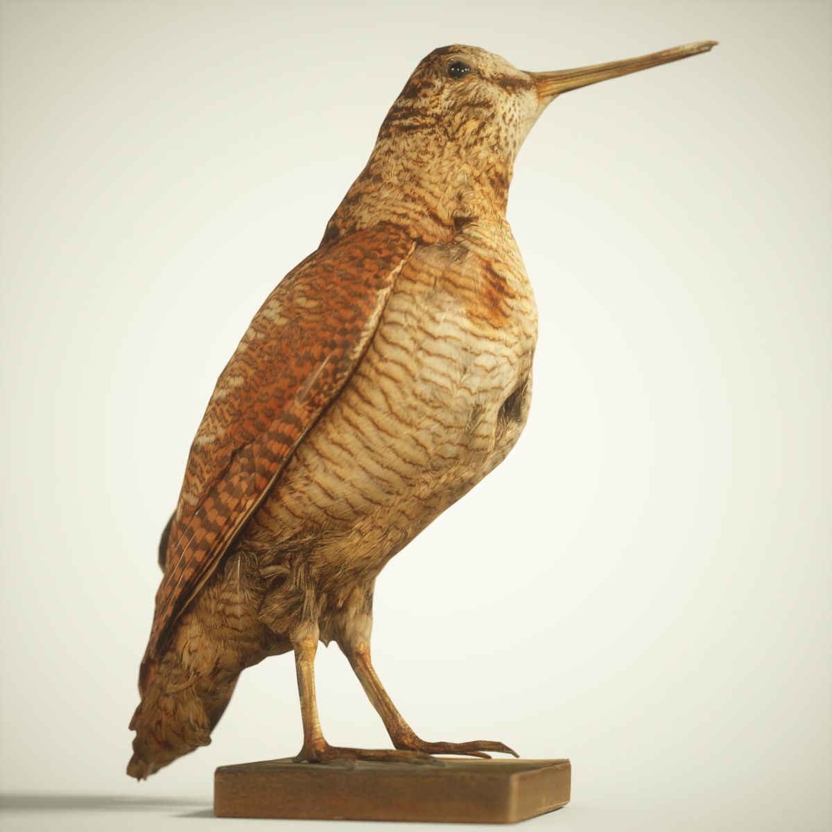 9 Birds Collection V3 Low-poly 3D model_11