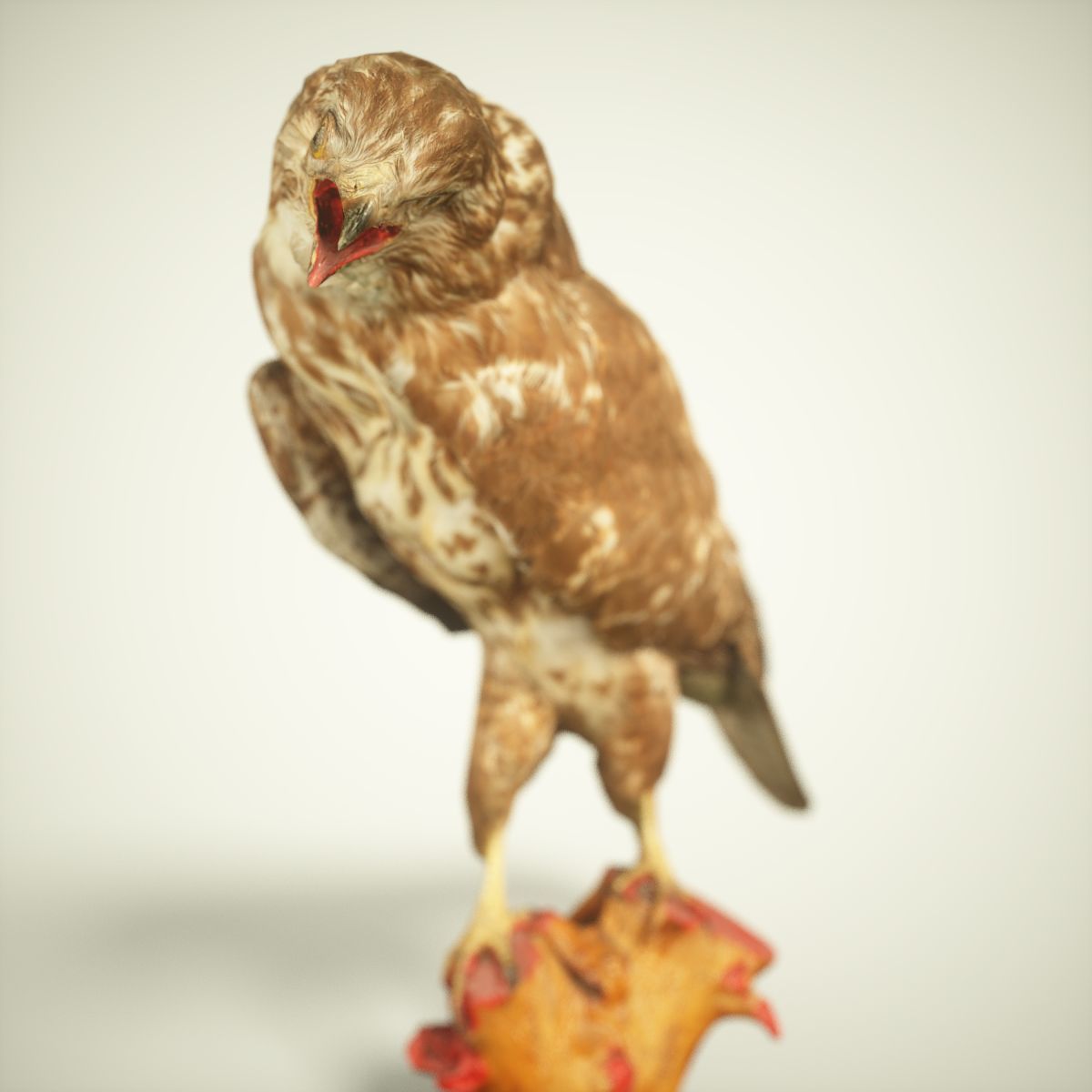 9 Birds Collection V3 Low-poly 3D model_31