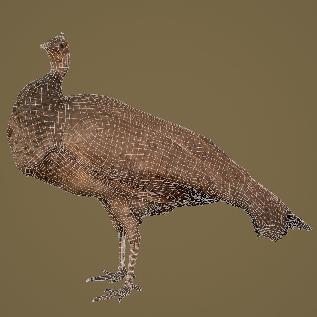 9 Birds Collection V3 Low-poly 3D model_44