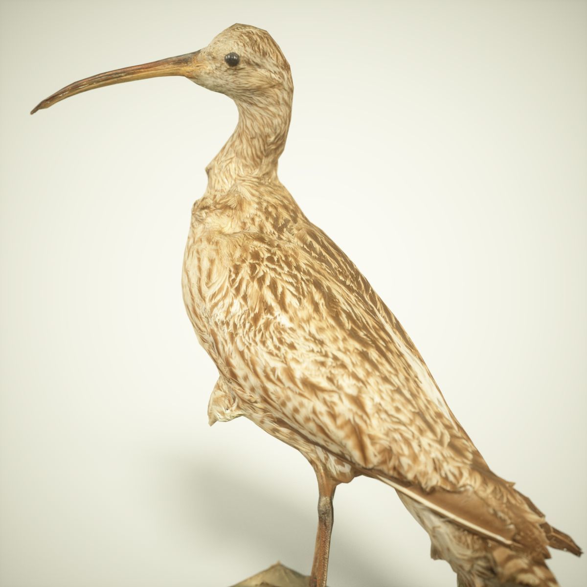 9 Birds Collection V3 Low-poly 3D model_43