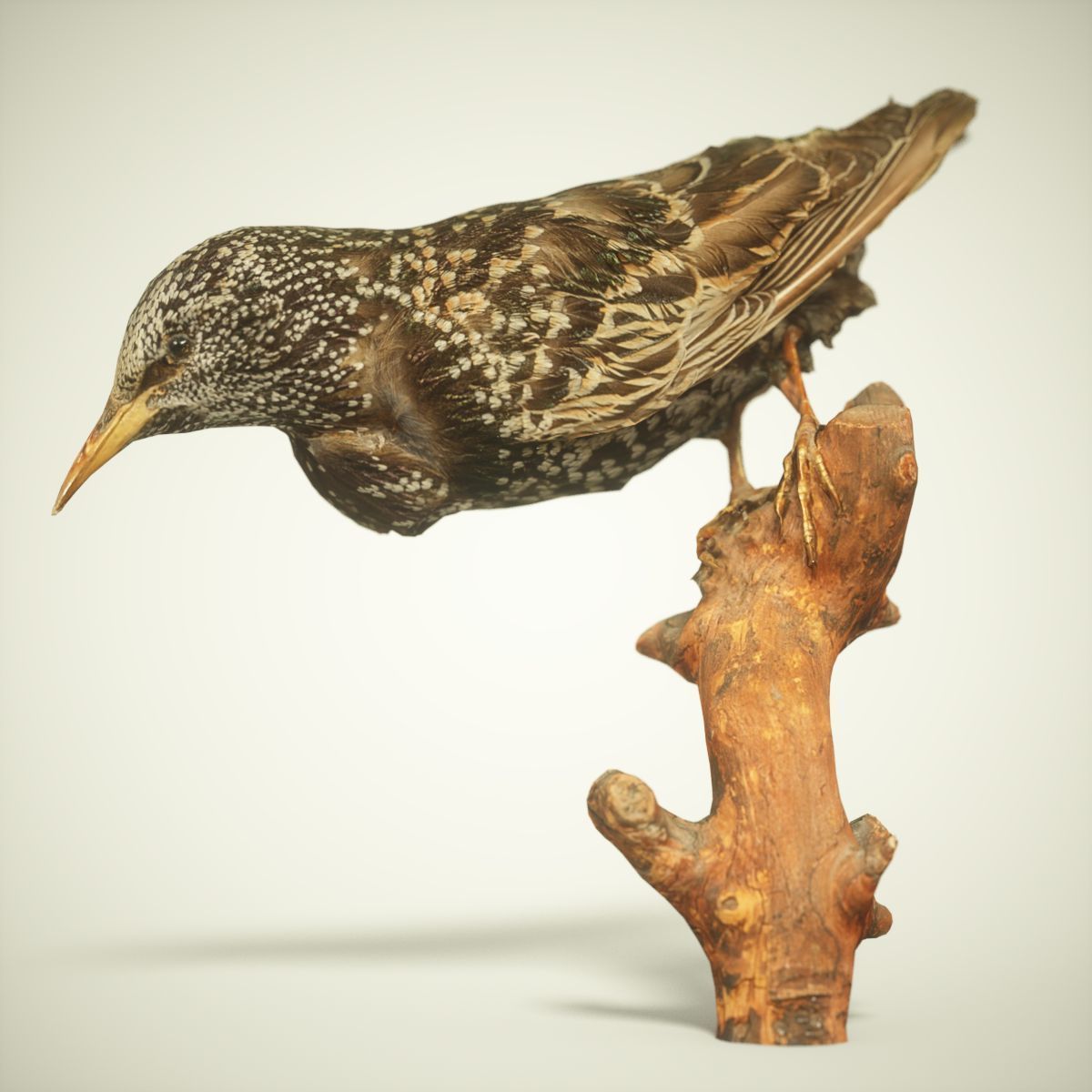 9 Birds Collection V3 Low-poly 3D model_12