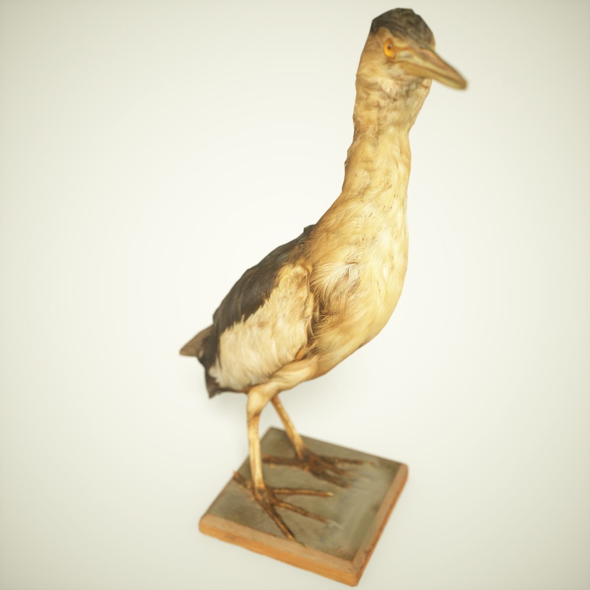 9 Birds Collection V3 Low-poly 3D model_32