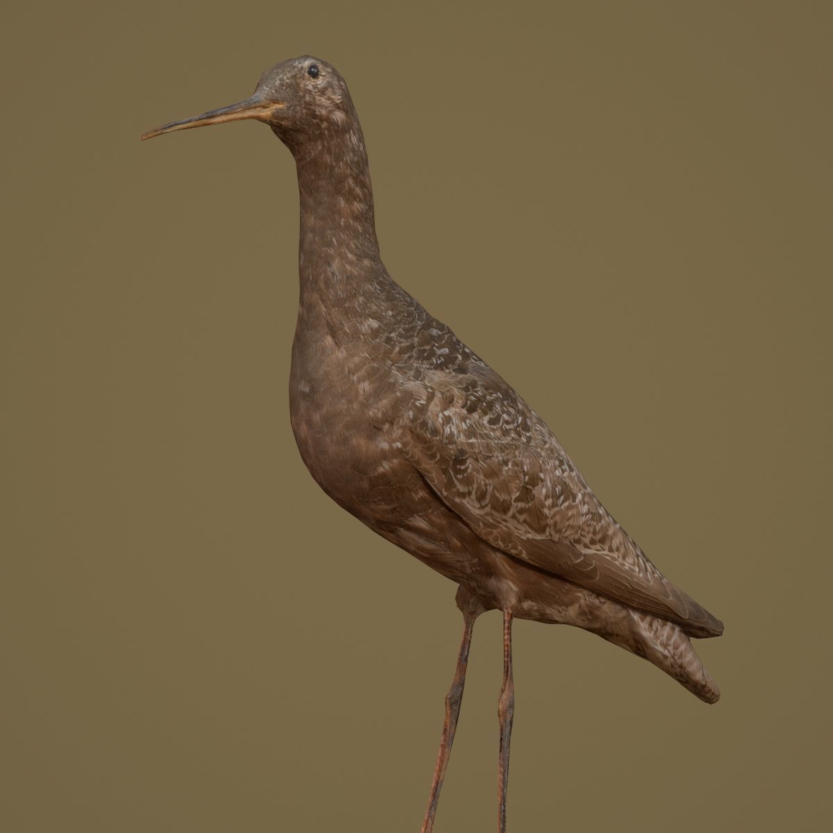 9 Birds Collection V3 Low-poly 3D model_62