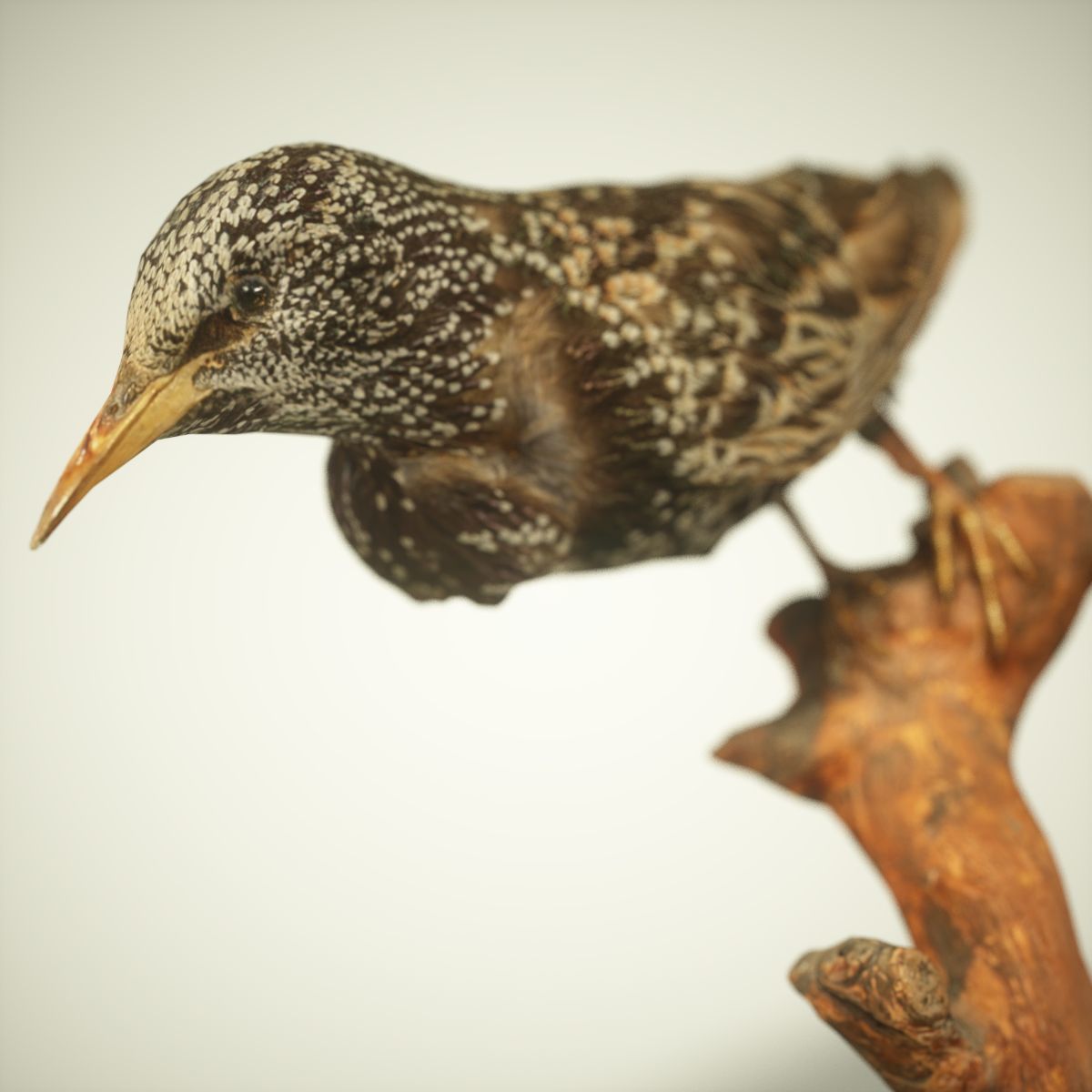 9 Birds Collection V3 Low-poly 3D model_36