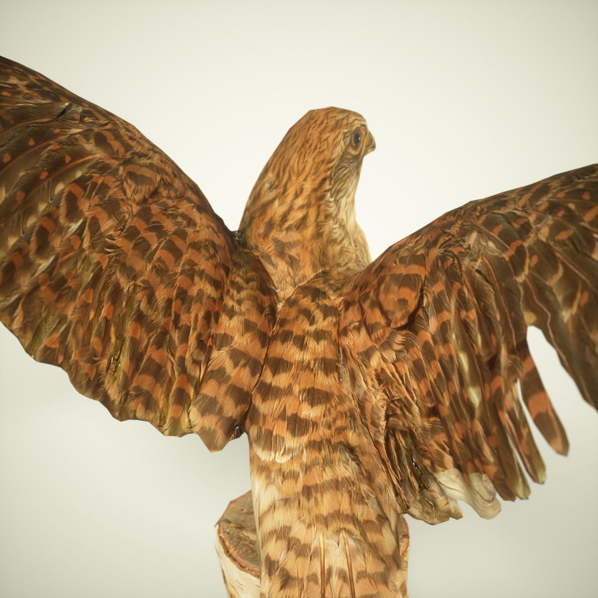 9 Birds Collection V3 Low-poly 3D model_25