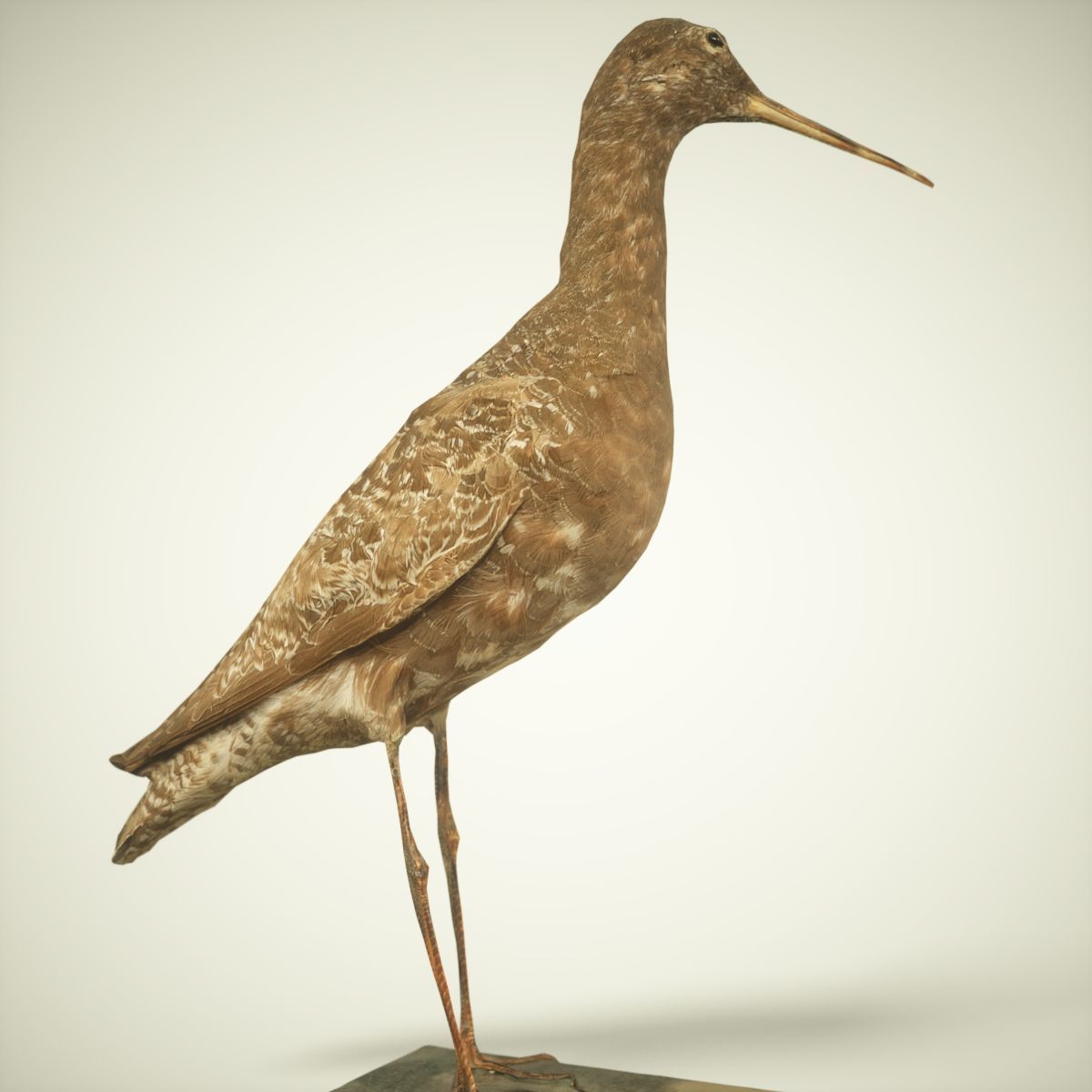 9 Birds Collection V3 Low-poly 3D model_28