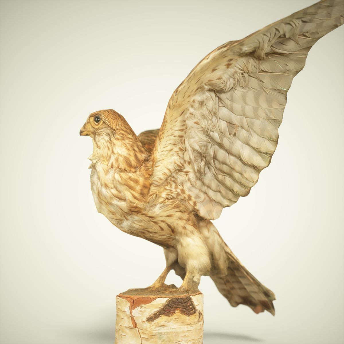 9 Birds Collection V3 Low-poly 3D model_39