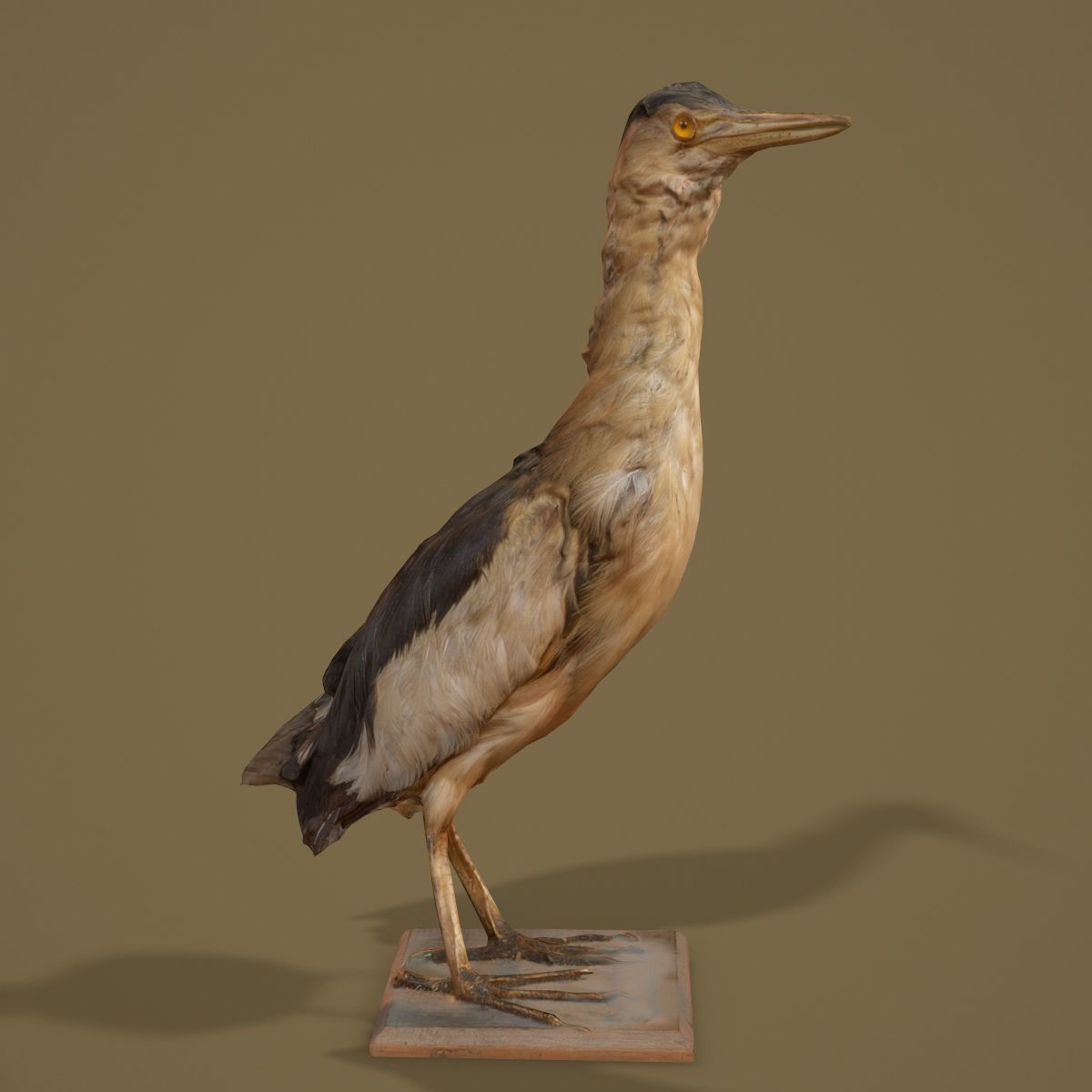 9 Birds Collection V3 Low-poly 3D model_55