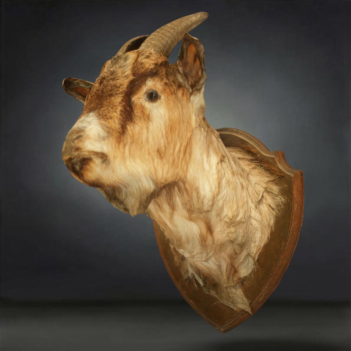 9 Animals Collection crocodile sculpture Low-poly 3D model_4