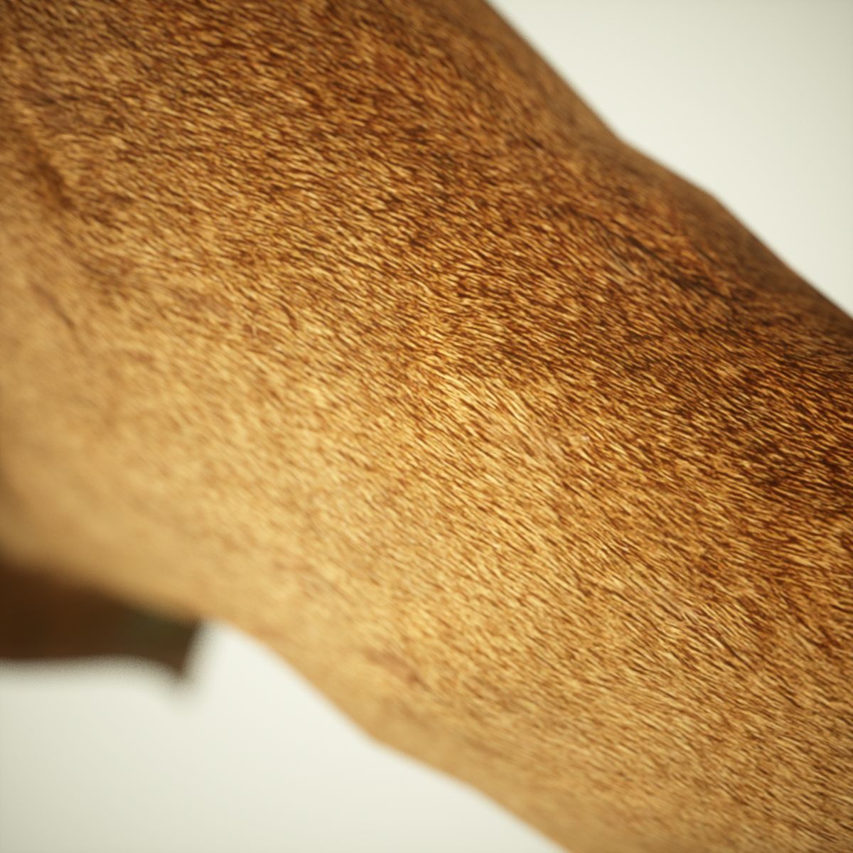 9 Animals Collection crocodile sculpture Low-poly 3D model_60