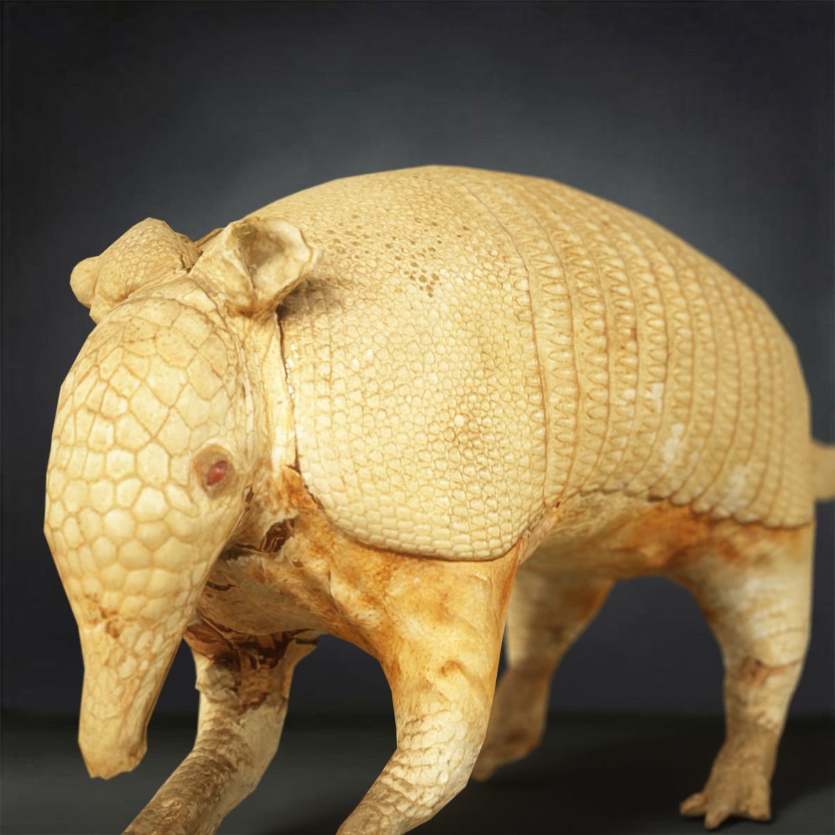 9 Animals Collection crocodile sculpture Low-poly 3D model_6