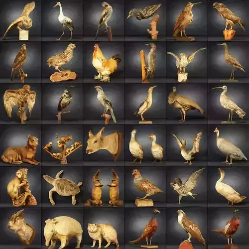 36 Animal Models Master Collection Low-poly 3D model