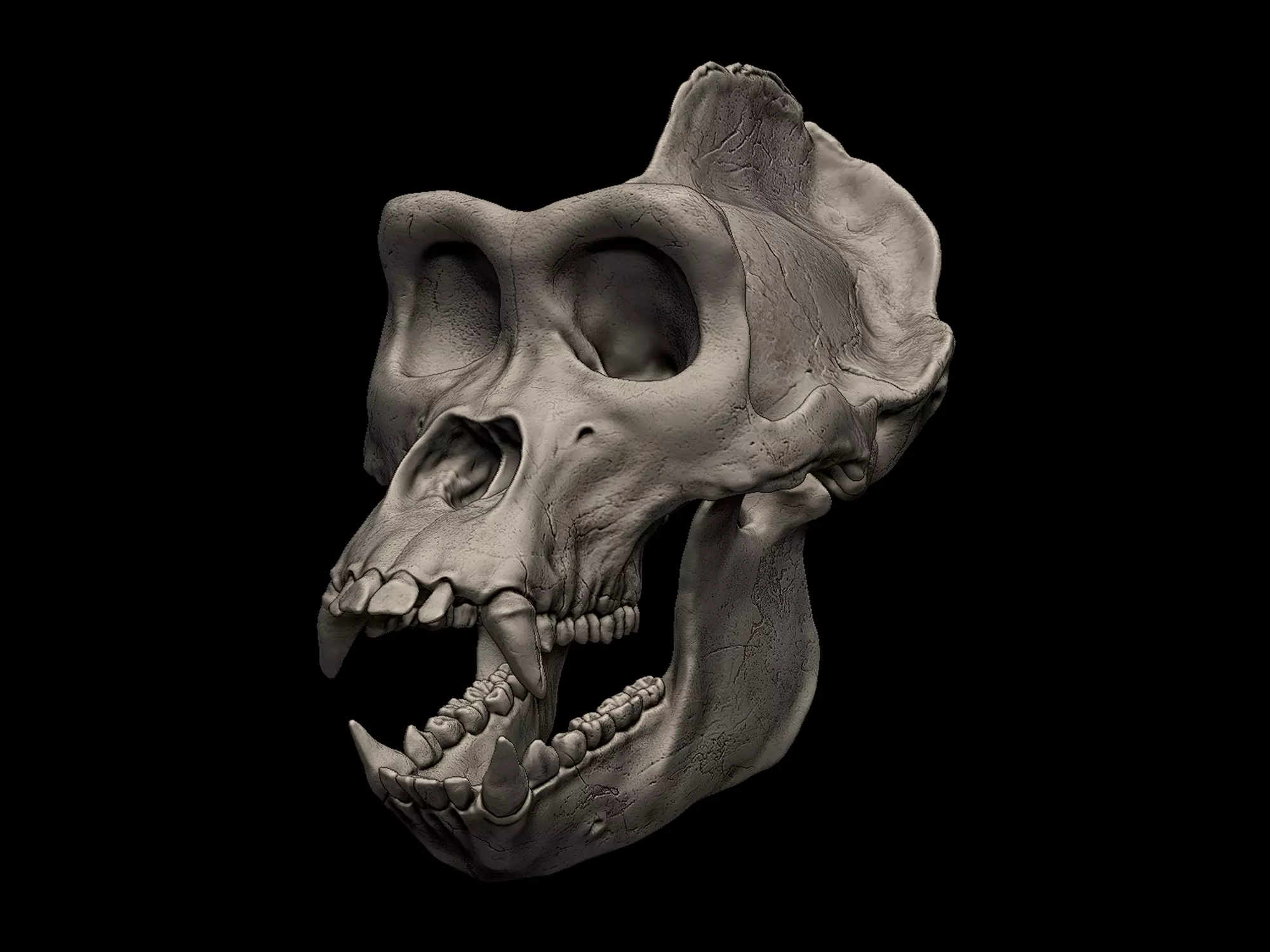 Gorilla Skull 3D print model