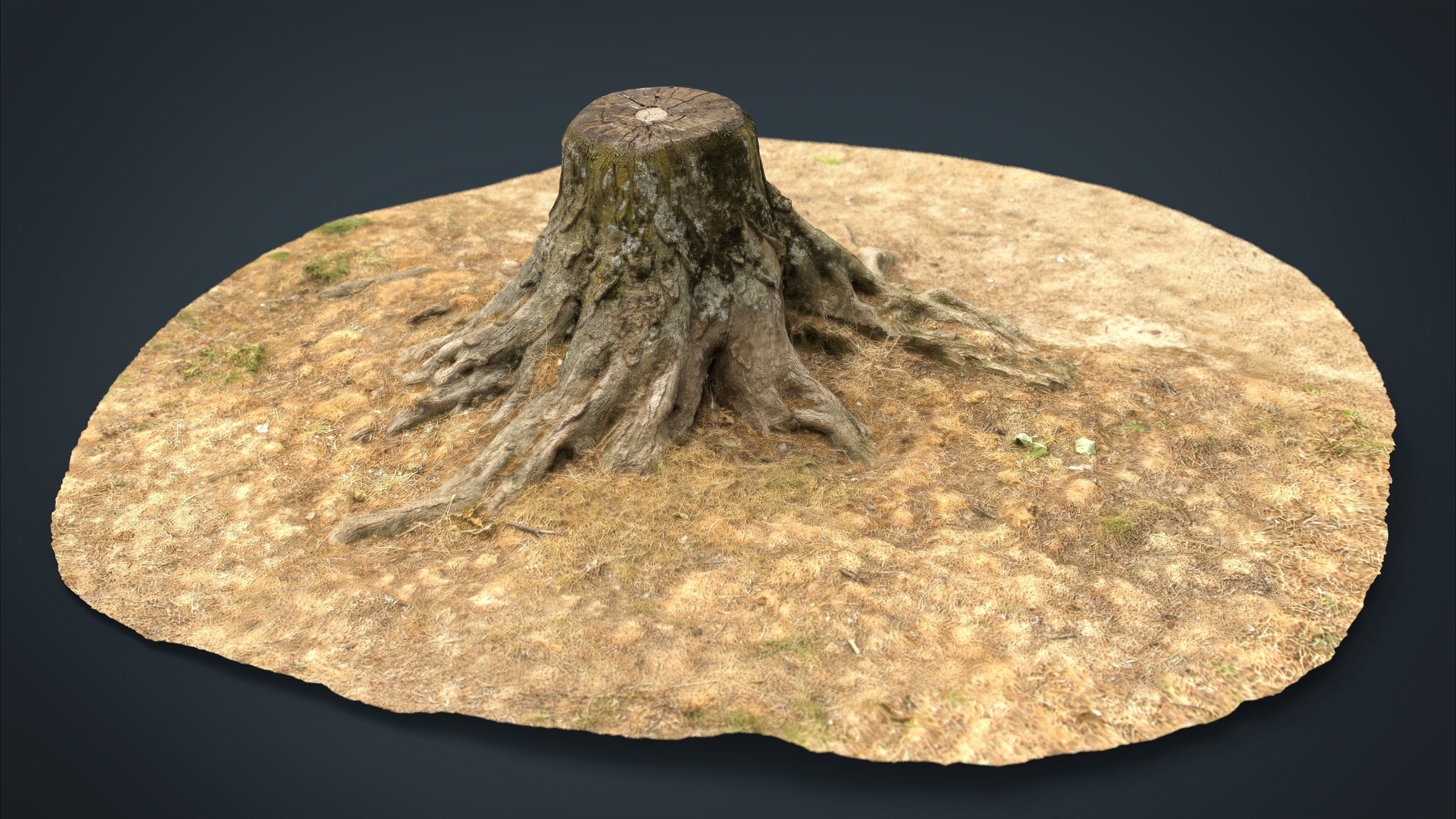 Tree Stump 2 Low-poly 3D model_12