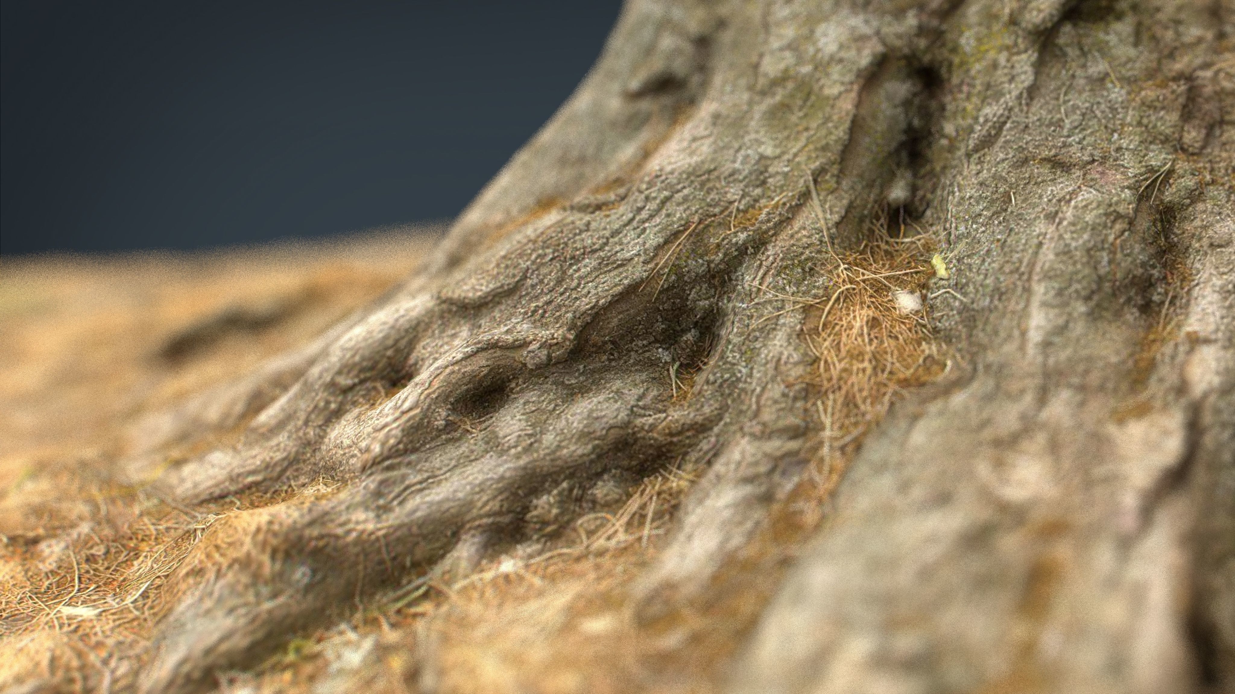 Tree Stump 2 Low-poly 3D model_13