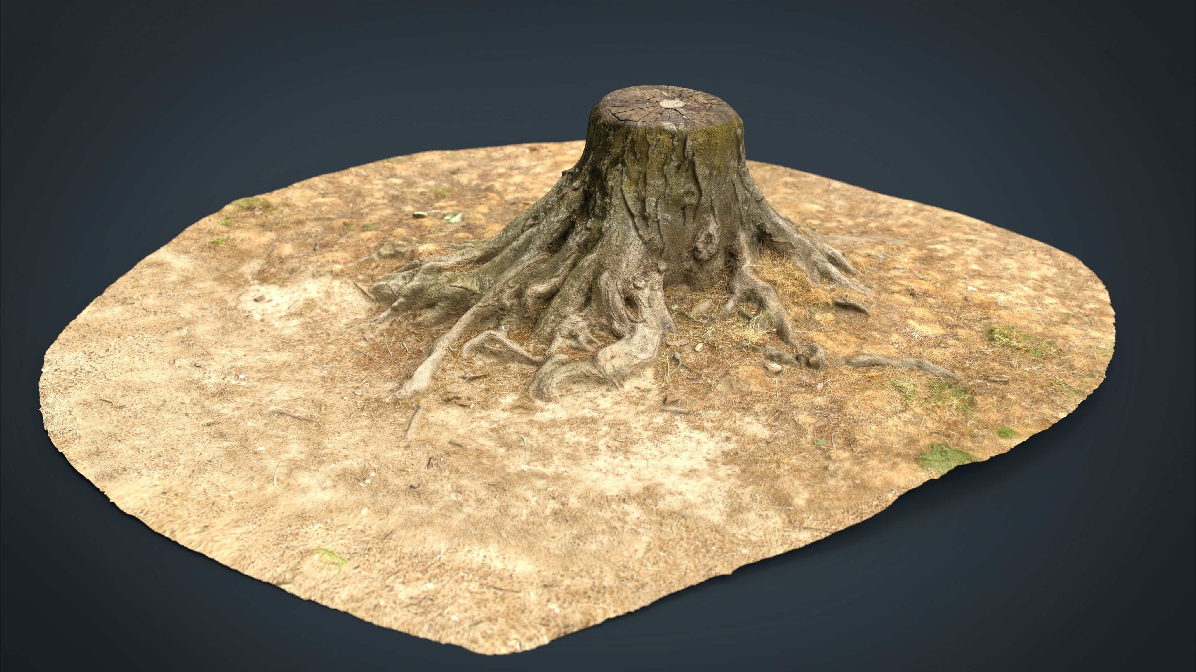 Tree Stump 2 Low-poly 3D model_11