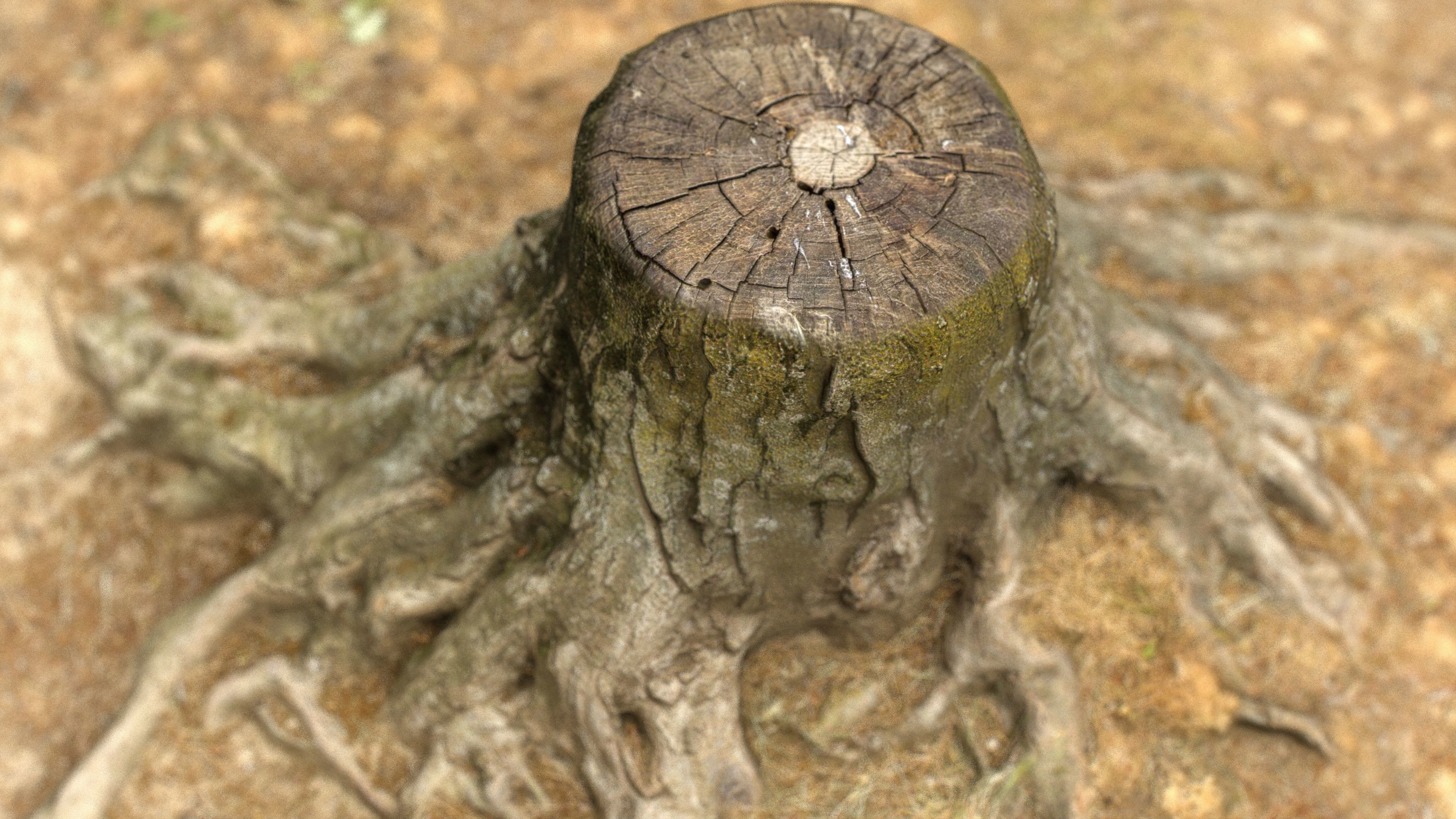 Tree Stump 2 Low-poly 3D model_14