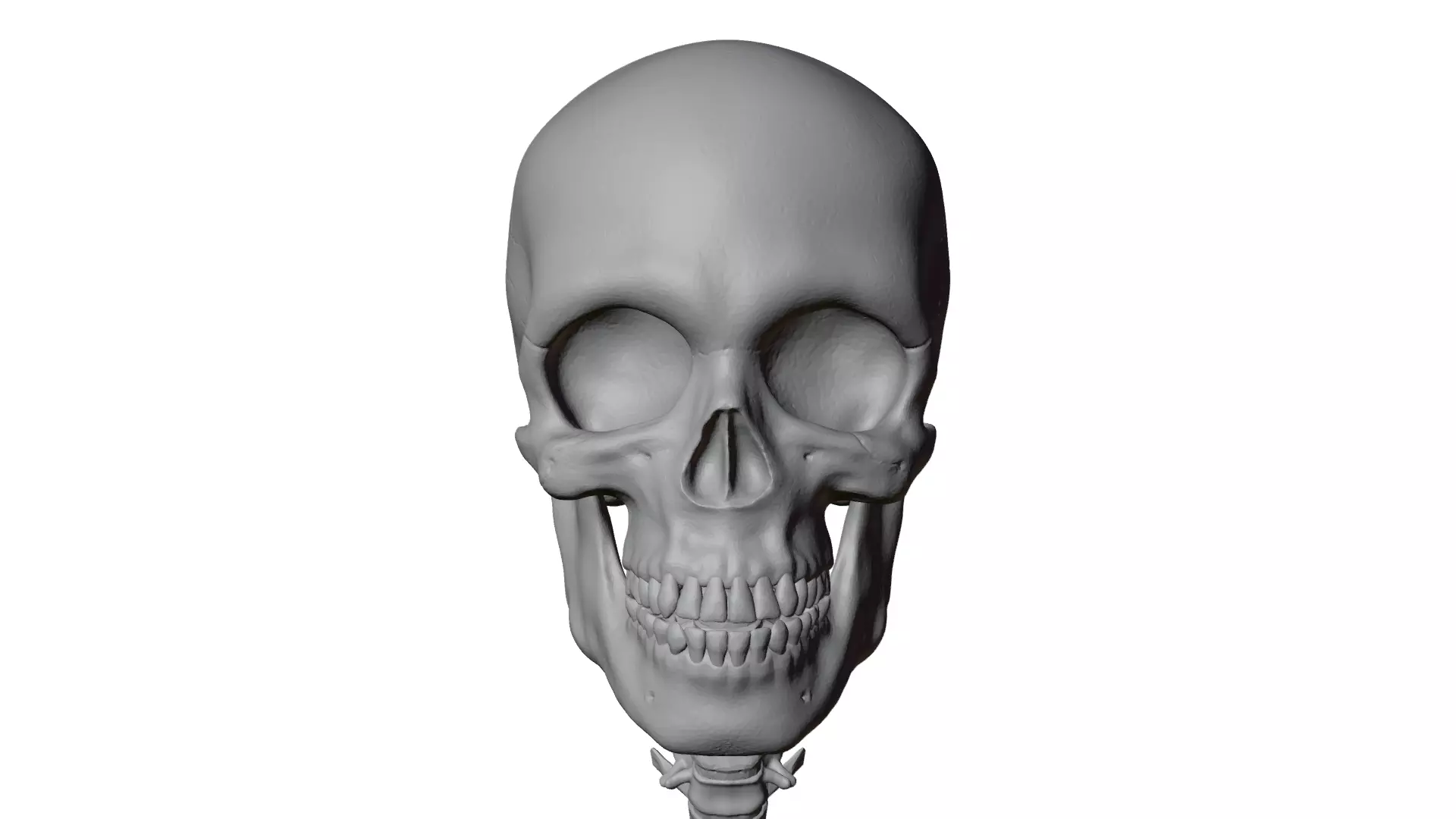 Realistic Human Skull Anatomy 3D Model with Cervical Spine PBR 3D model