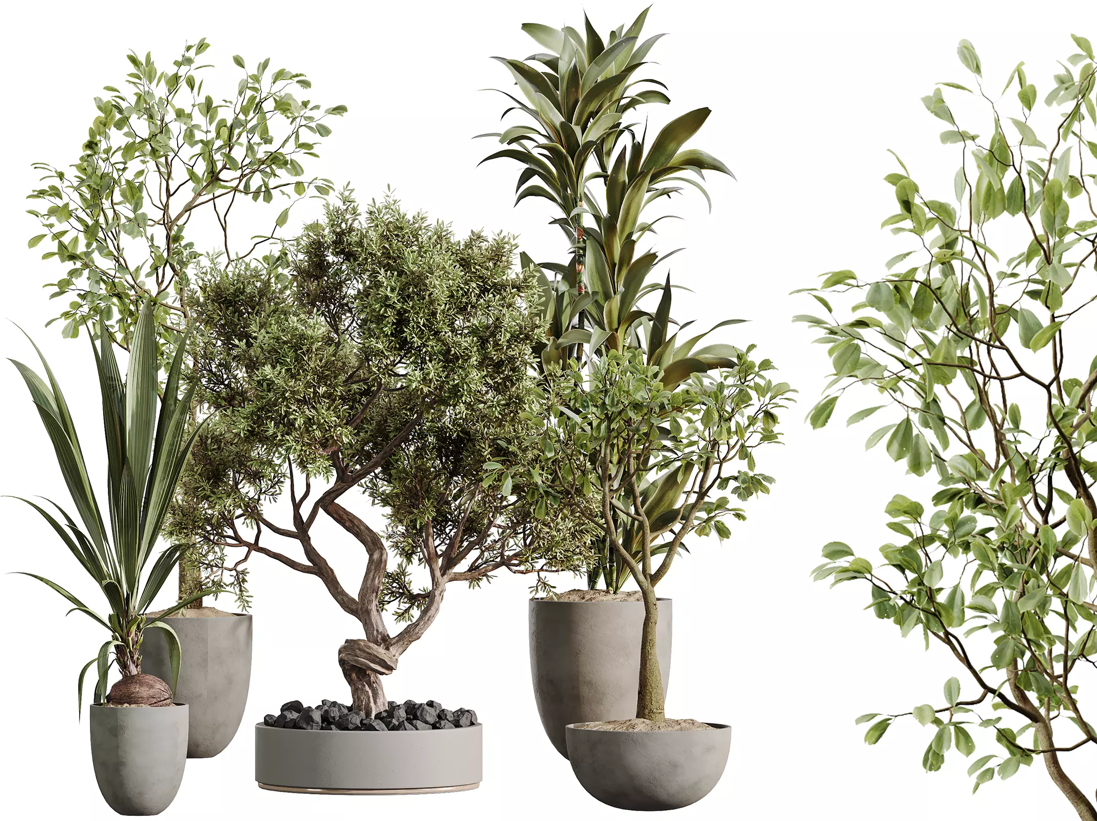 AV Indoor Plants Set 478 Ficus Cane Dragon Bonsai Coconut Palm 3D model