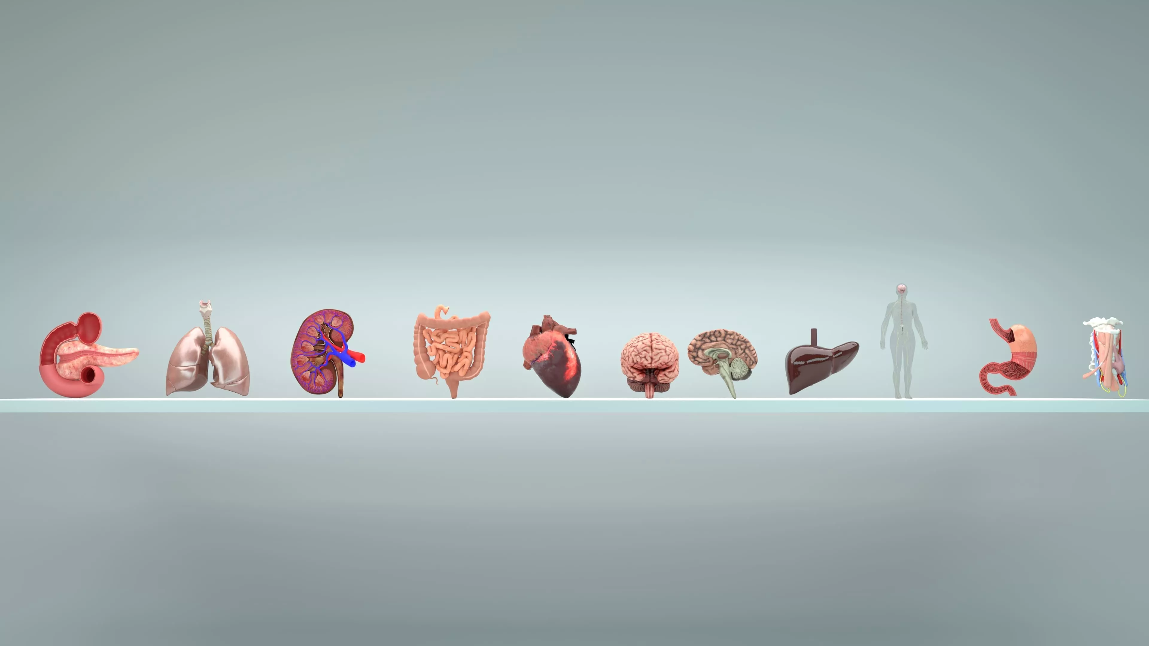 Body Organs Pack Low-poly 3D model