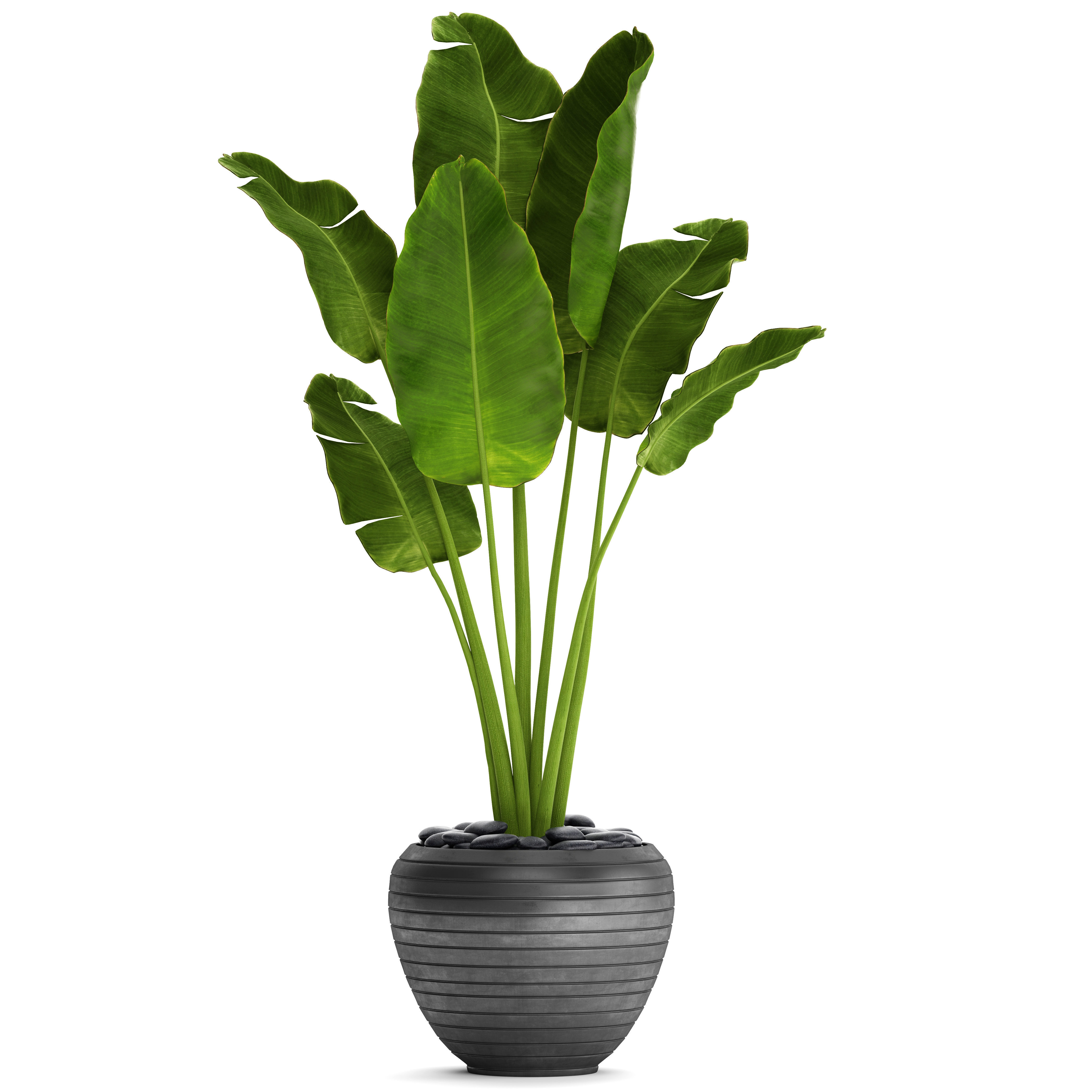 Banana Tree 3D model_8